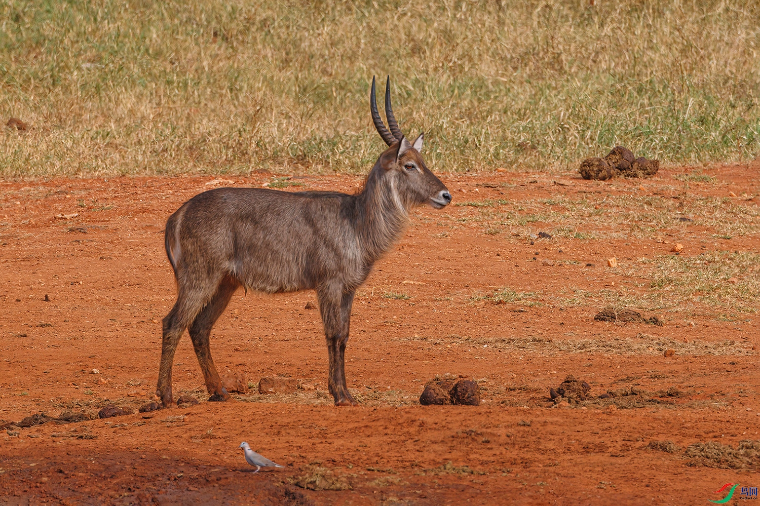 256A1381 ����.jpg