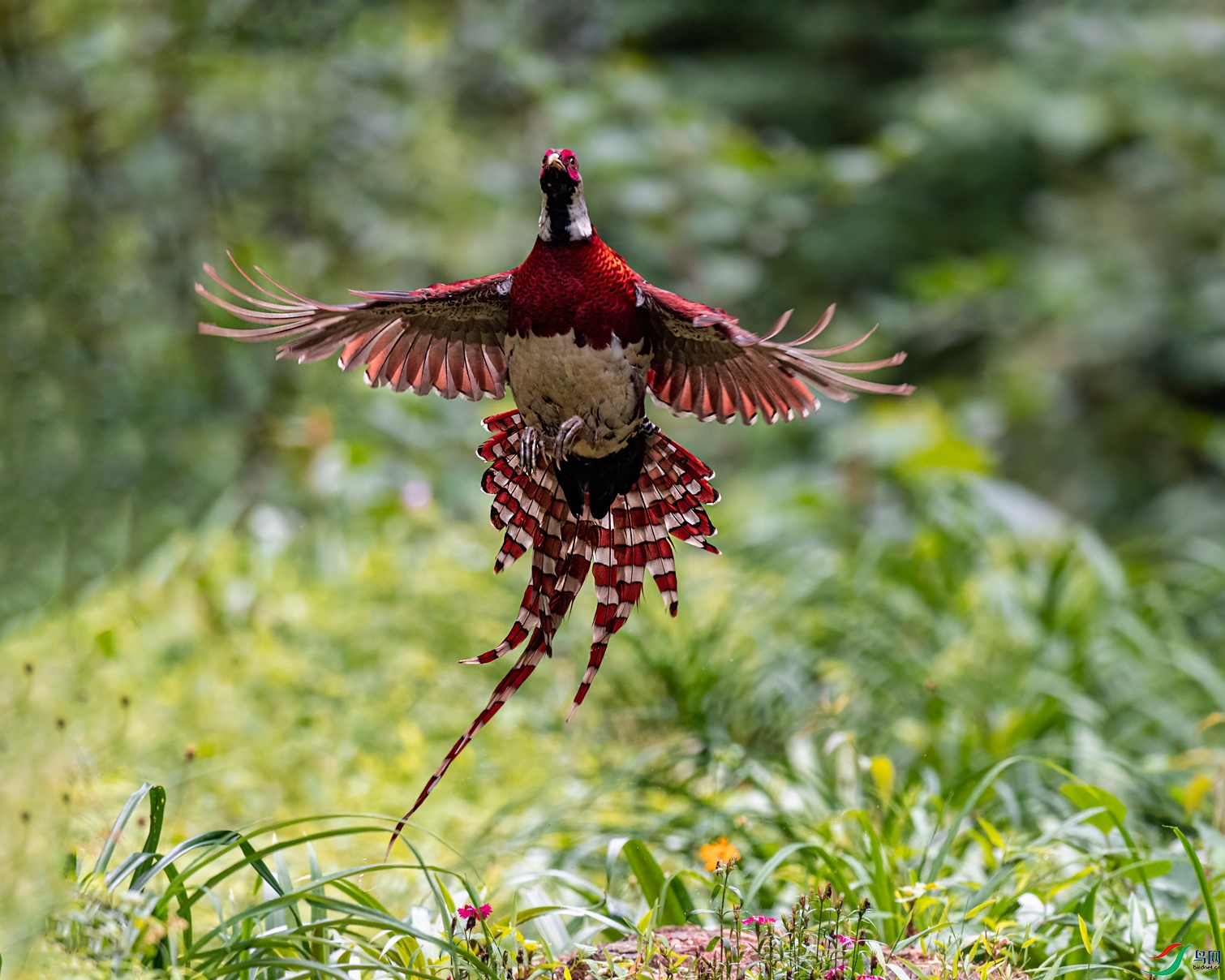 DSC_9676.jpg