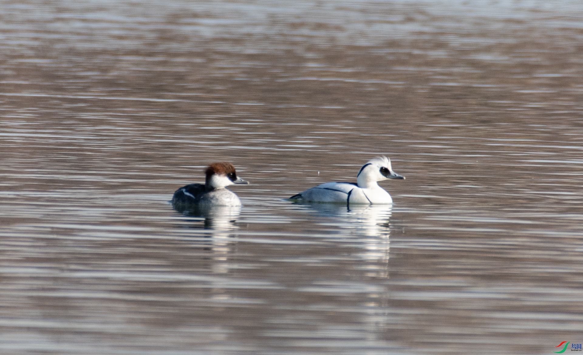 DSC_3596.jpg
