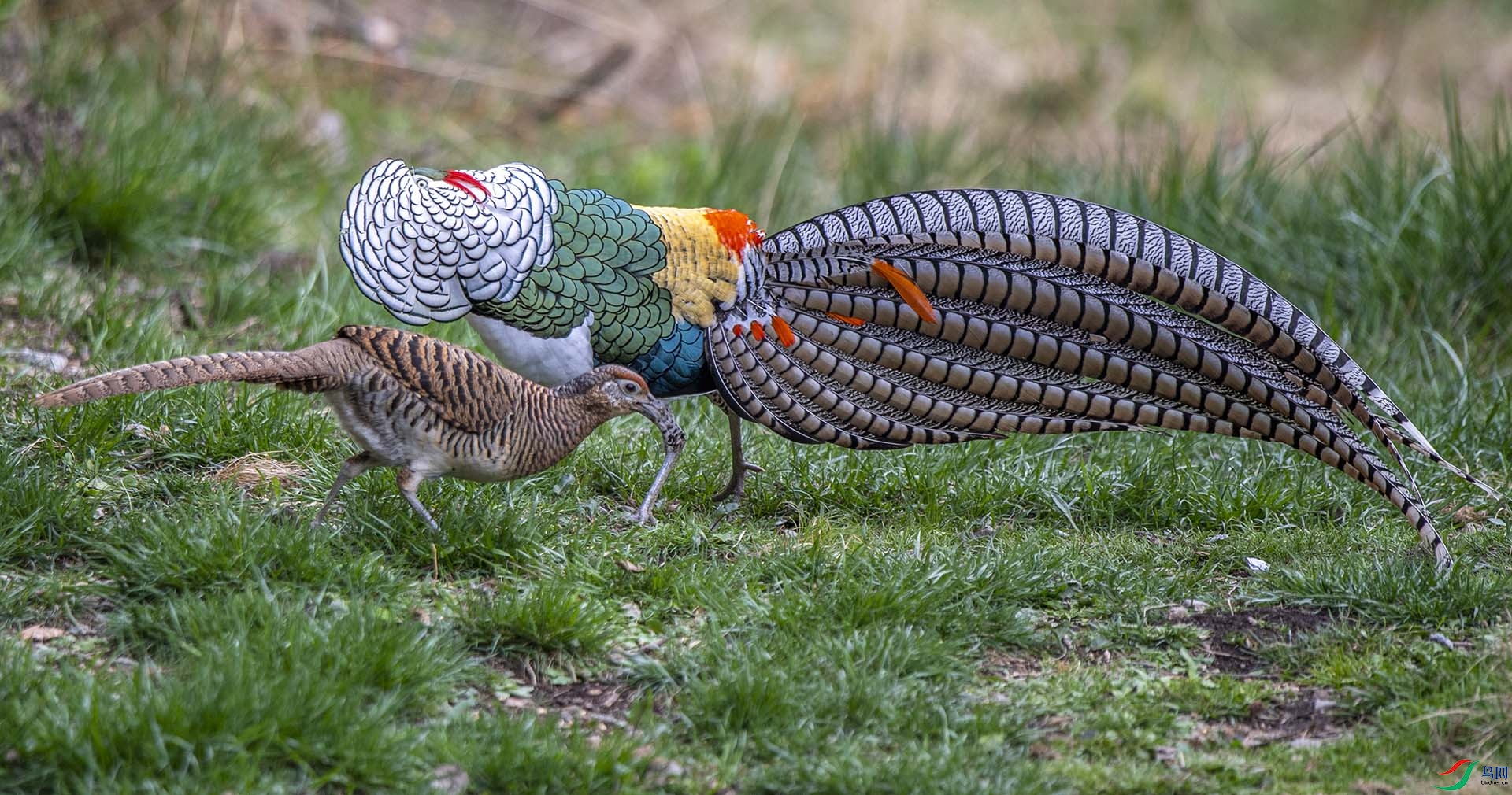 DSC_9625.jpg