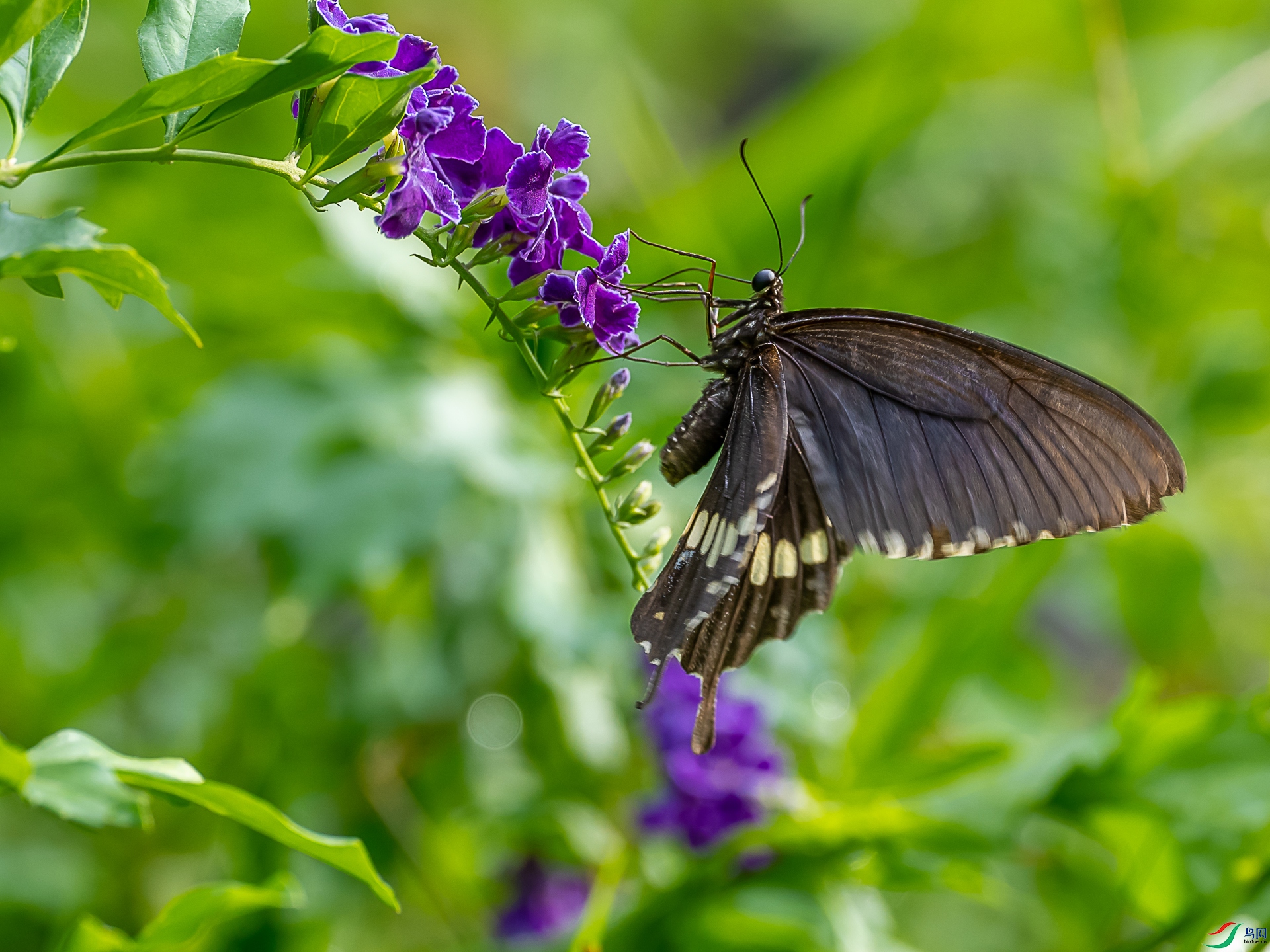 DSC02119-2.jpg