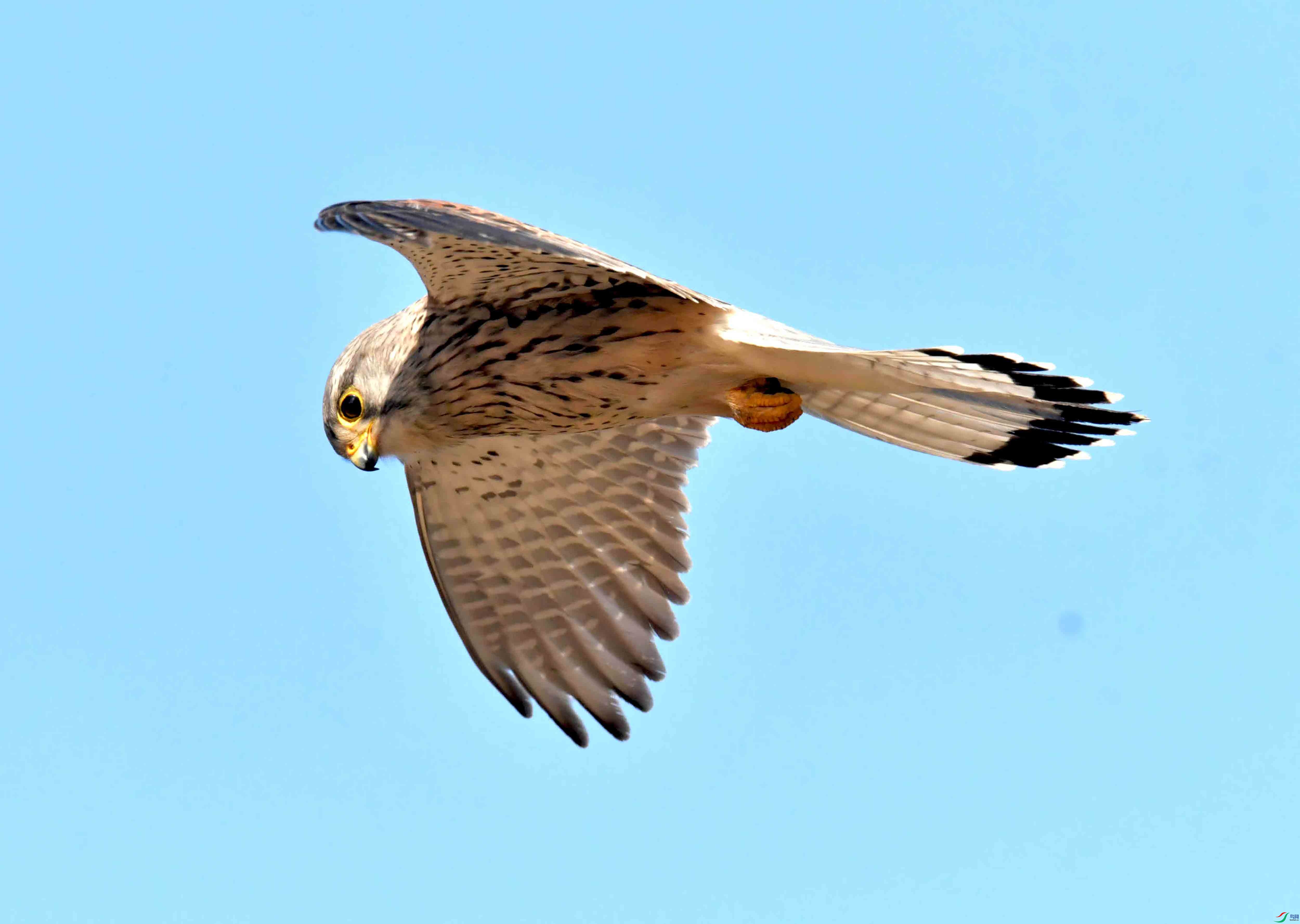DSC_2867.JPG