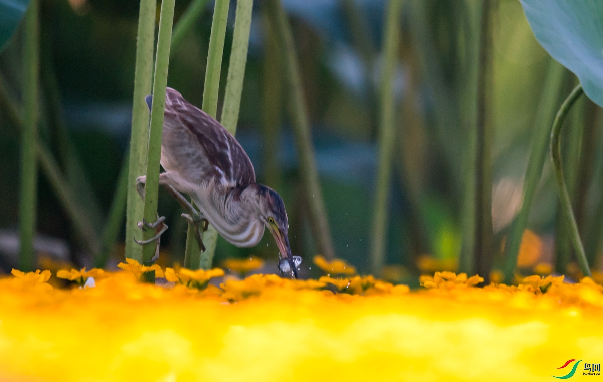 DSC_4687.jpg