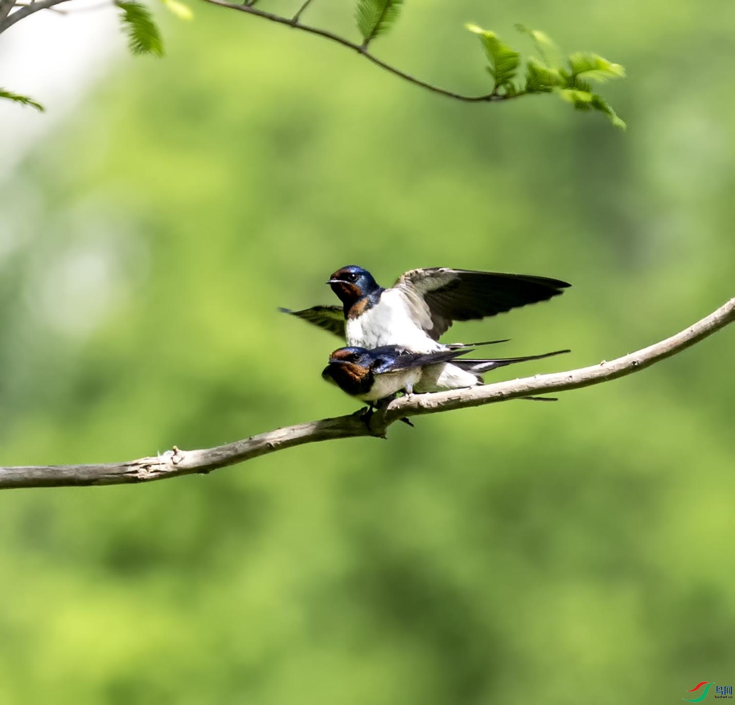 �����е�С����