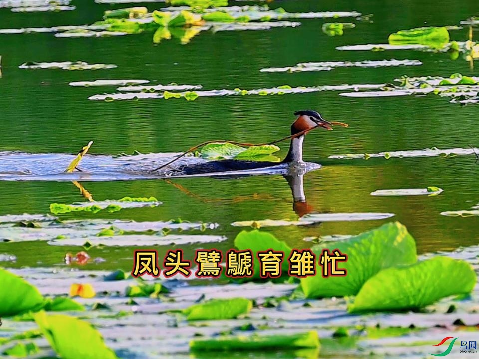 ��ͷ���e����æ