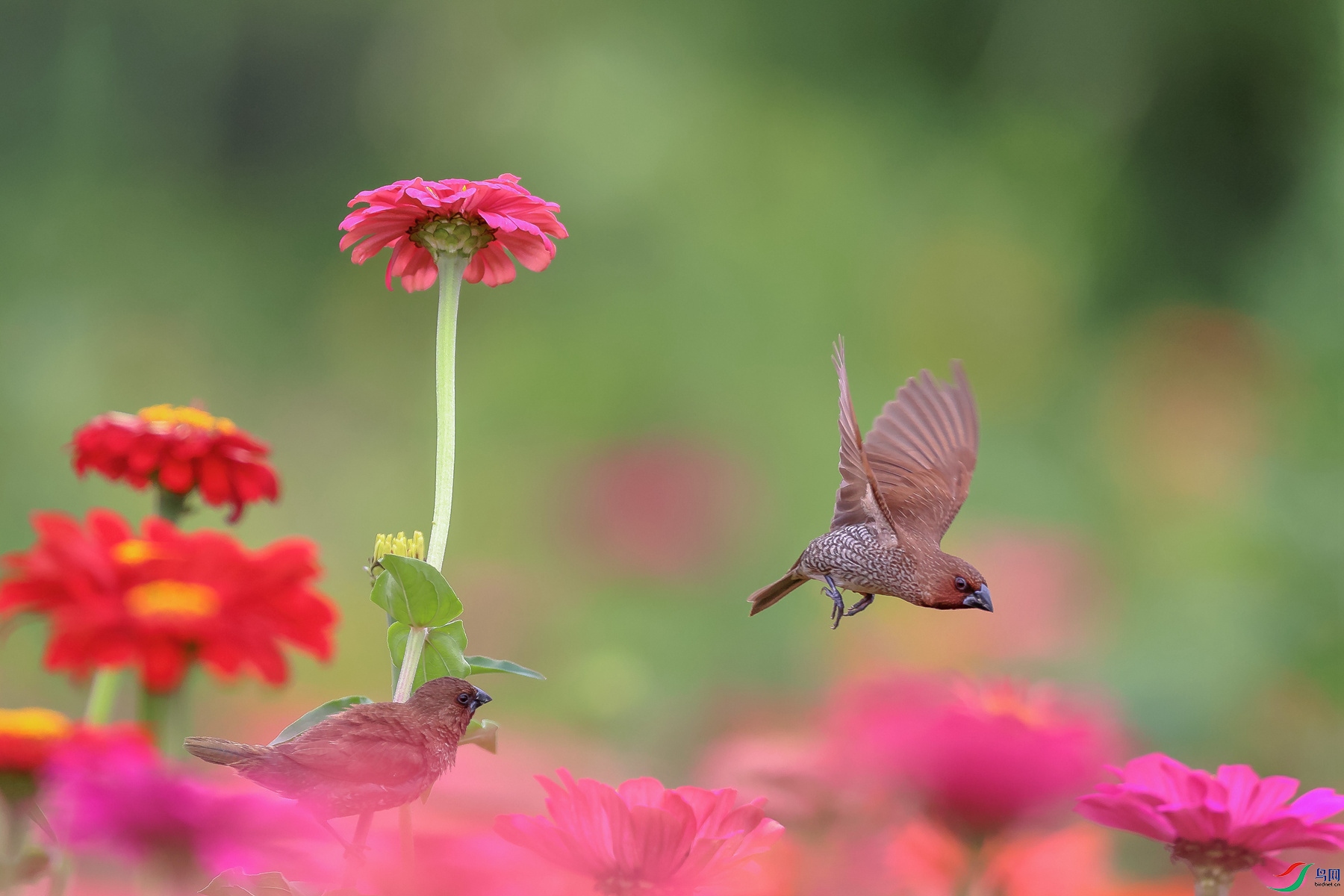 1M6A6115 ����_����.jpg