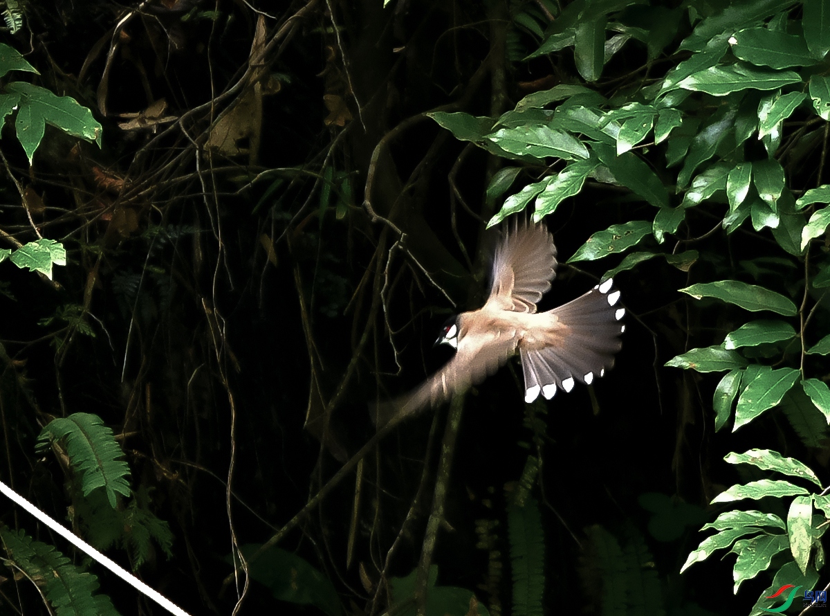 DSC_2484.JPG