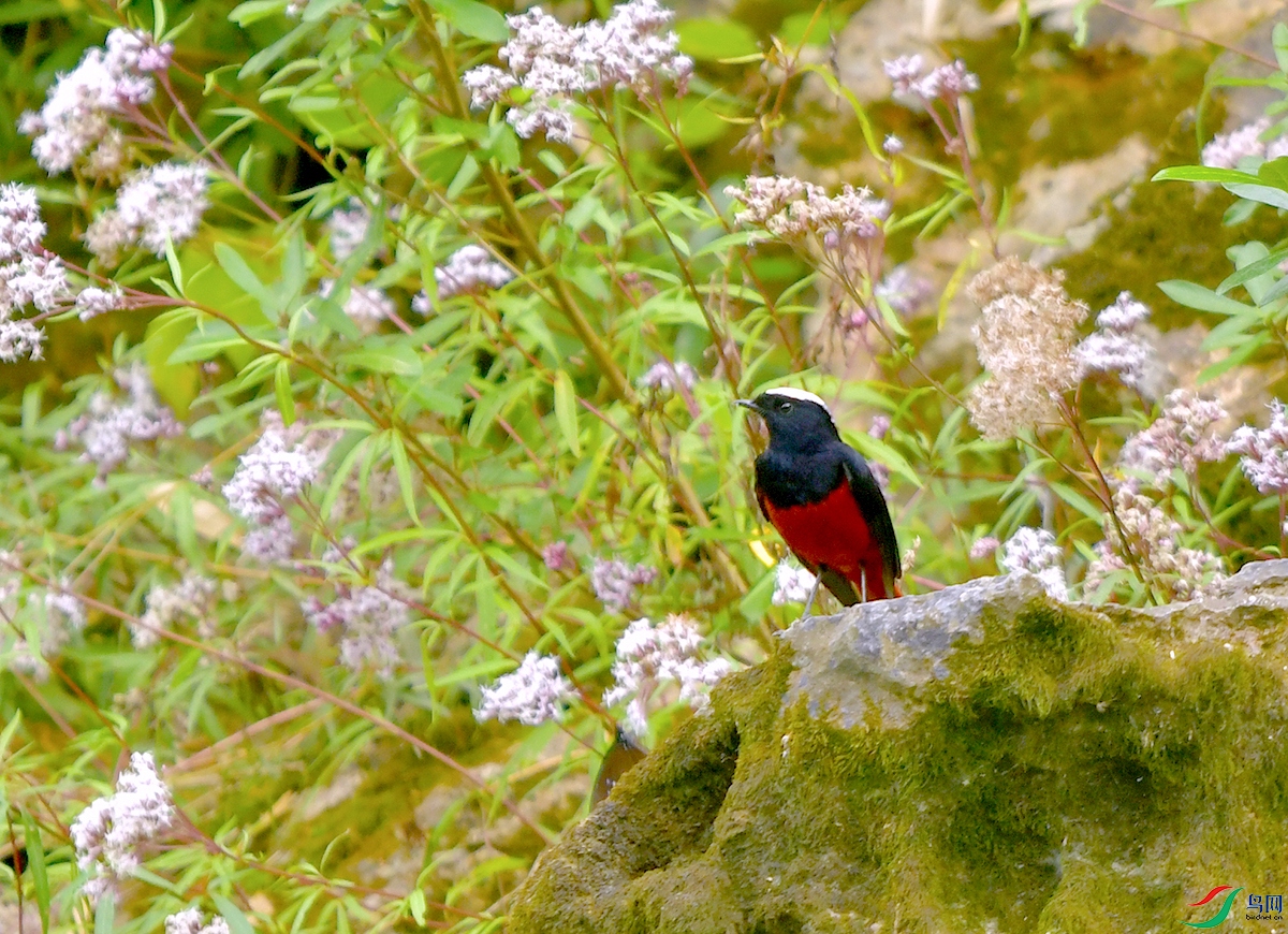 DSC_2809.JPG