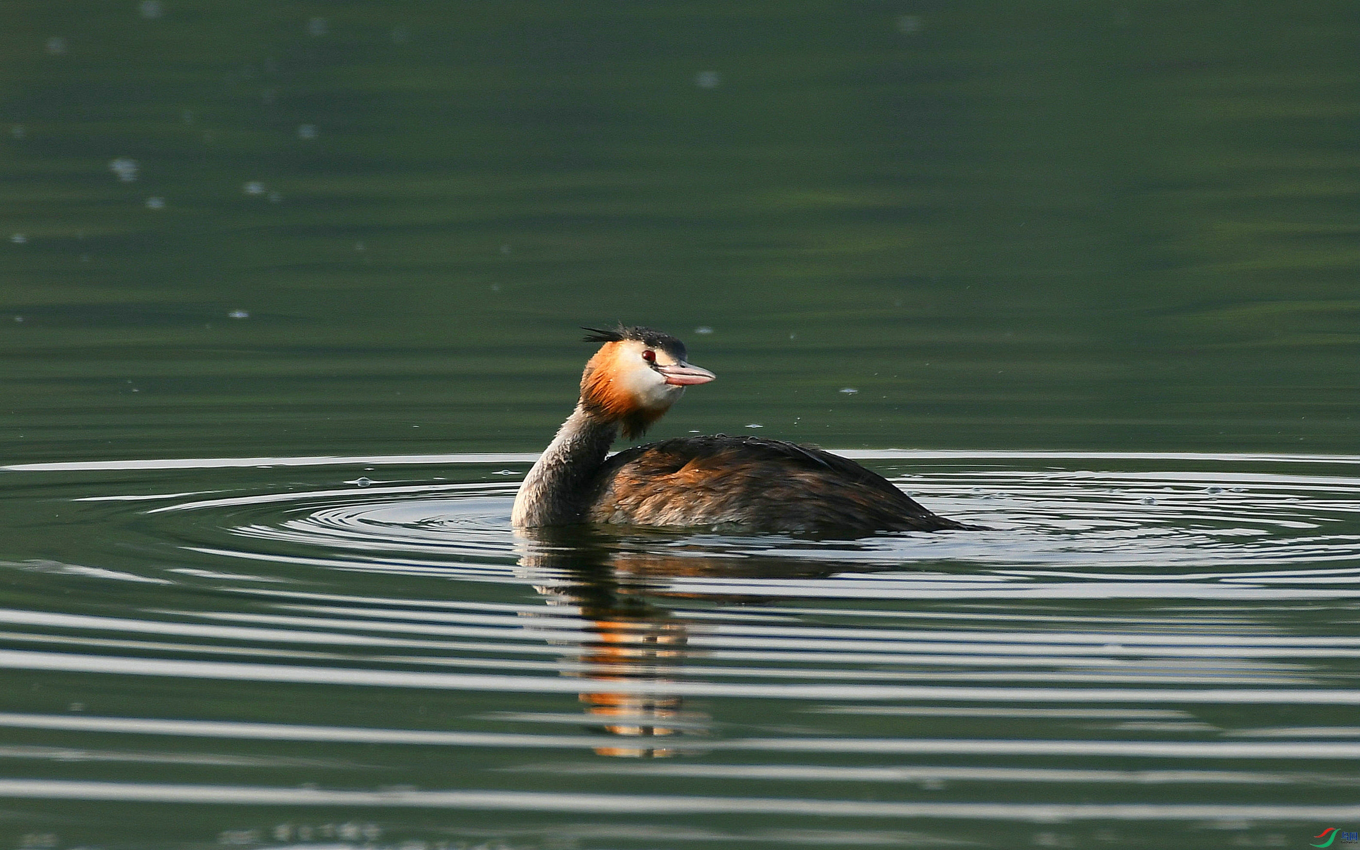 DSC_1712.JPG