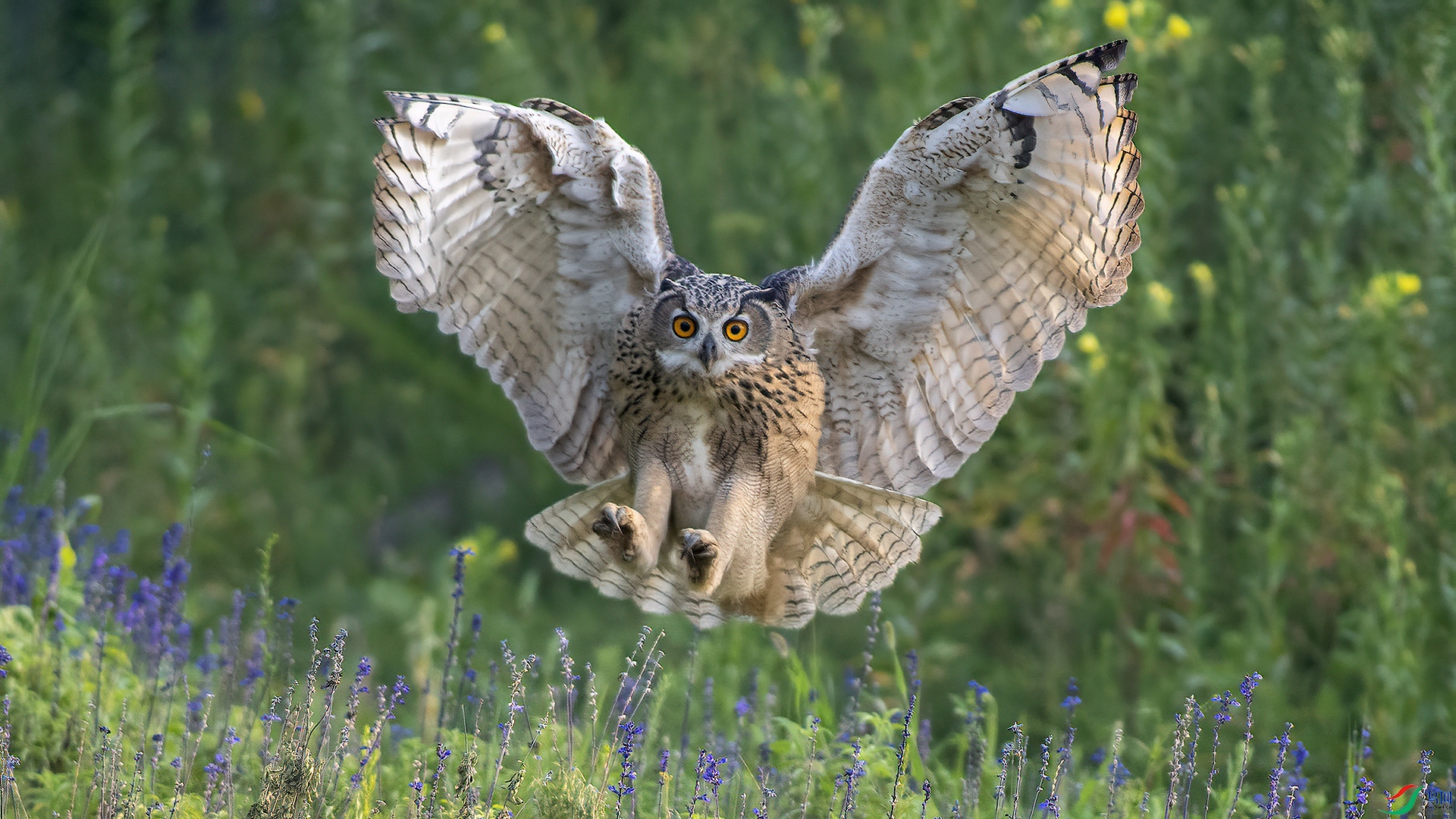 DSC_284m5.jpg