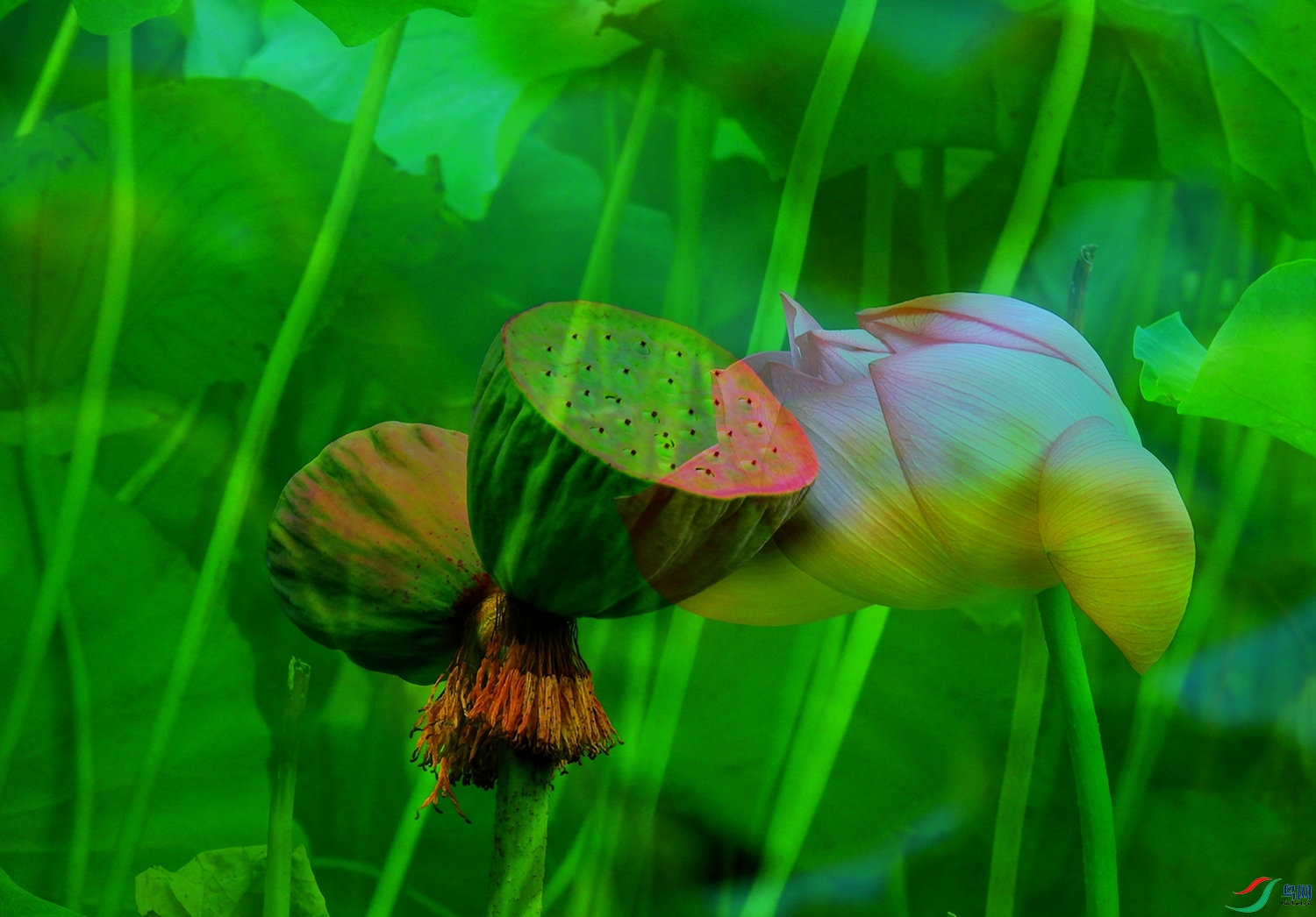 DSCN5733_����.jpg