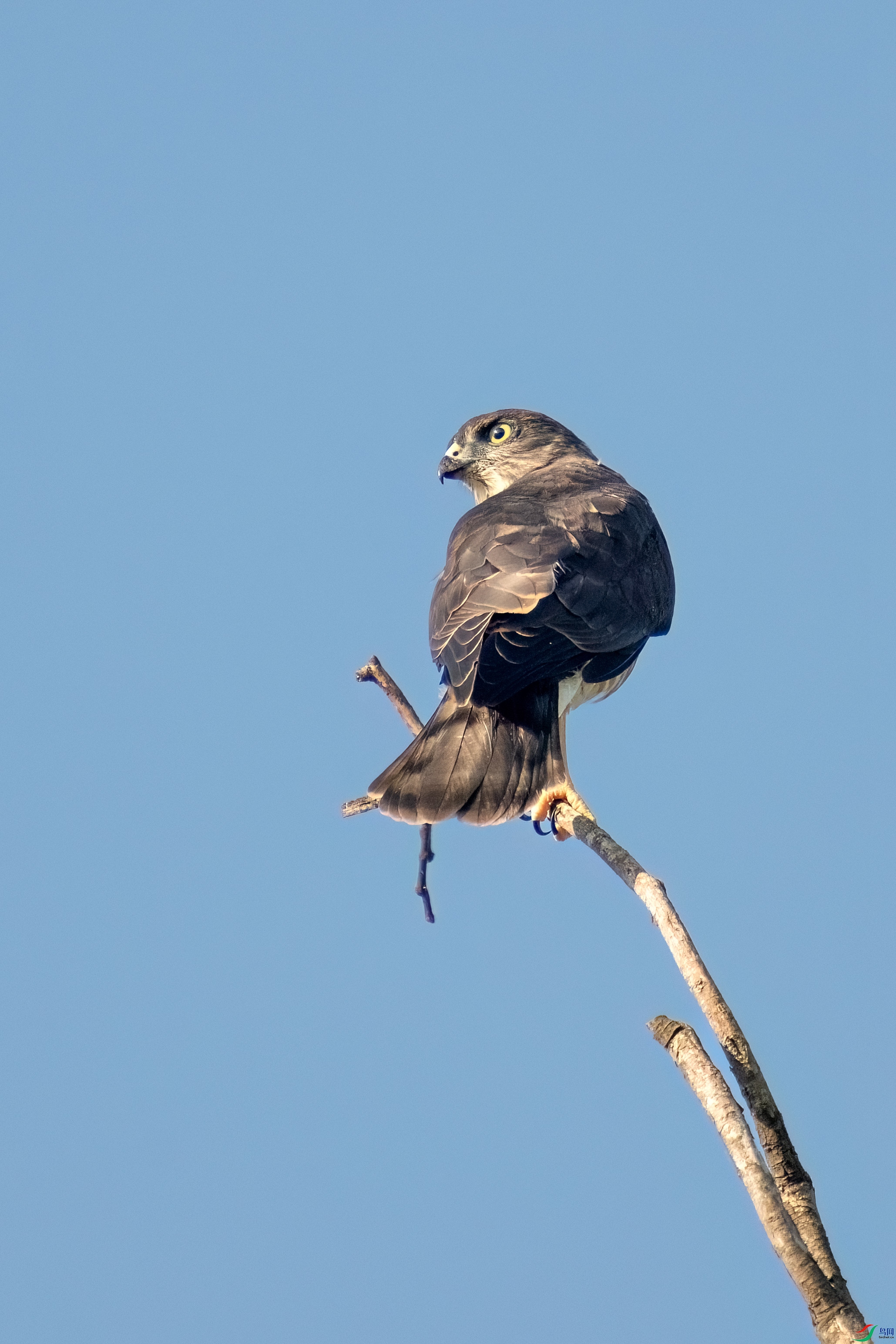 _DSC9688.jpg
