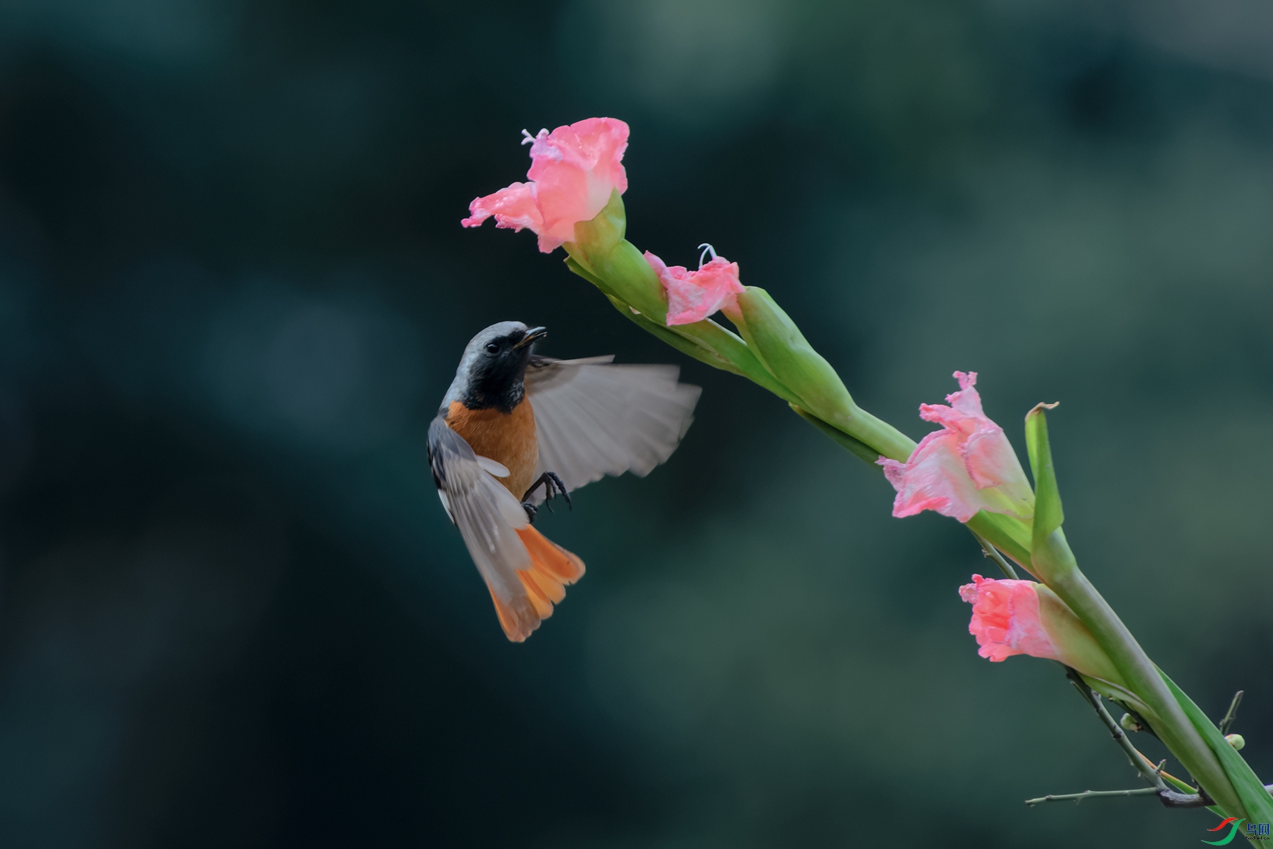 1DSC_0229_DxOa.jpg