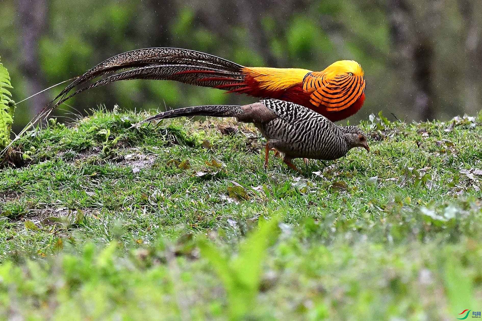 DSC_2369_����.jpg