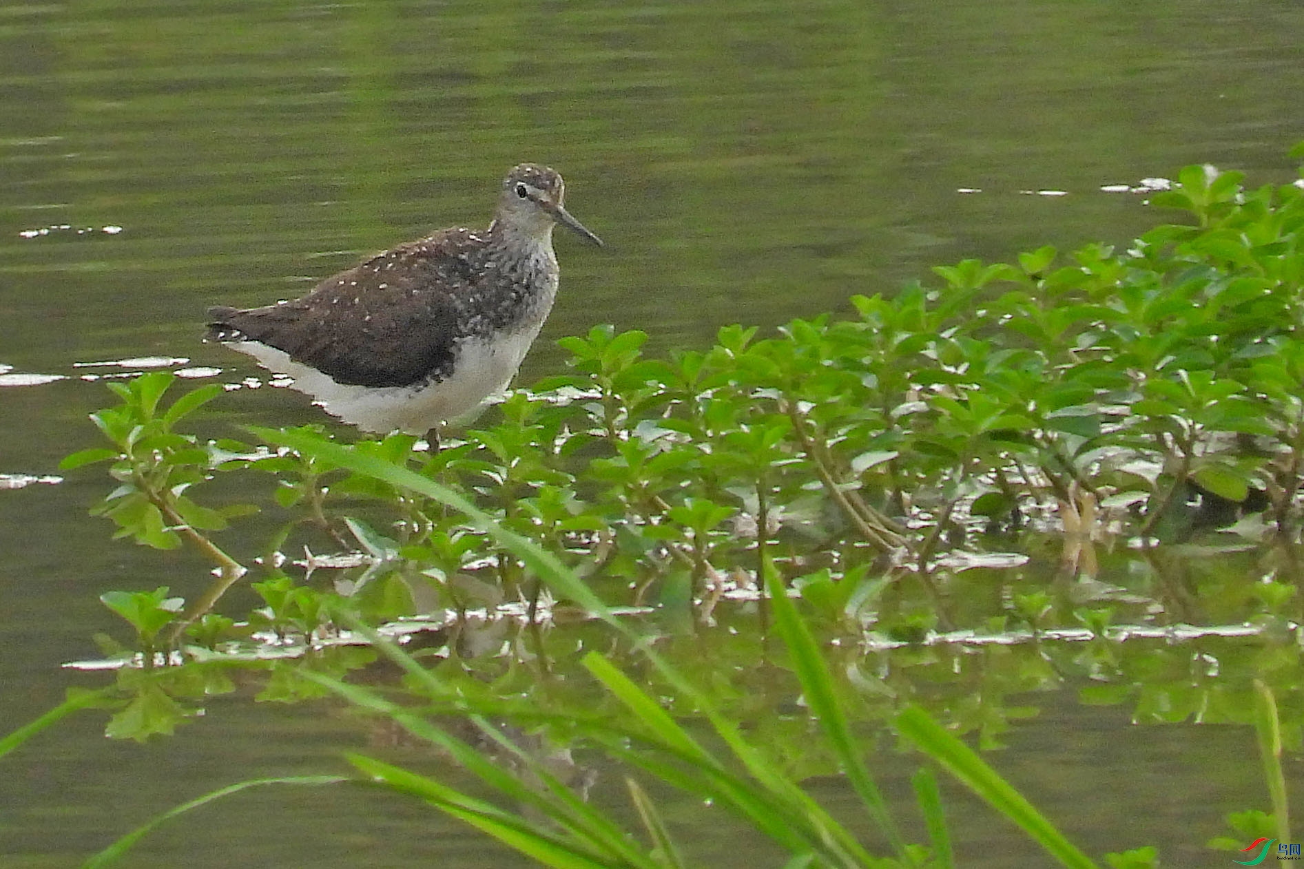 DSCN8111.JPG