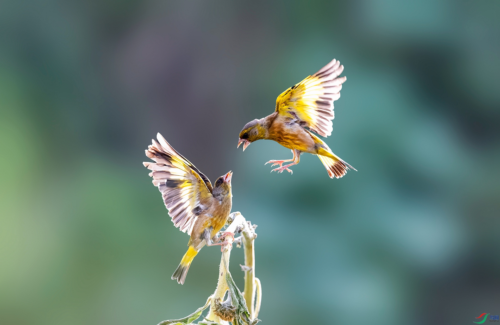 DSC_2813 ����_����.jpg