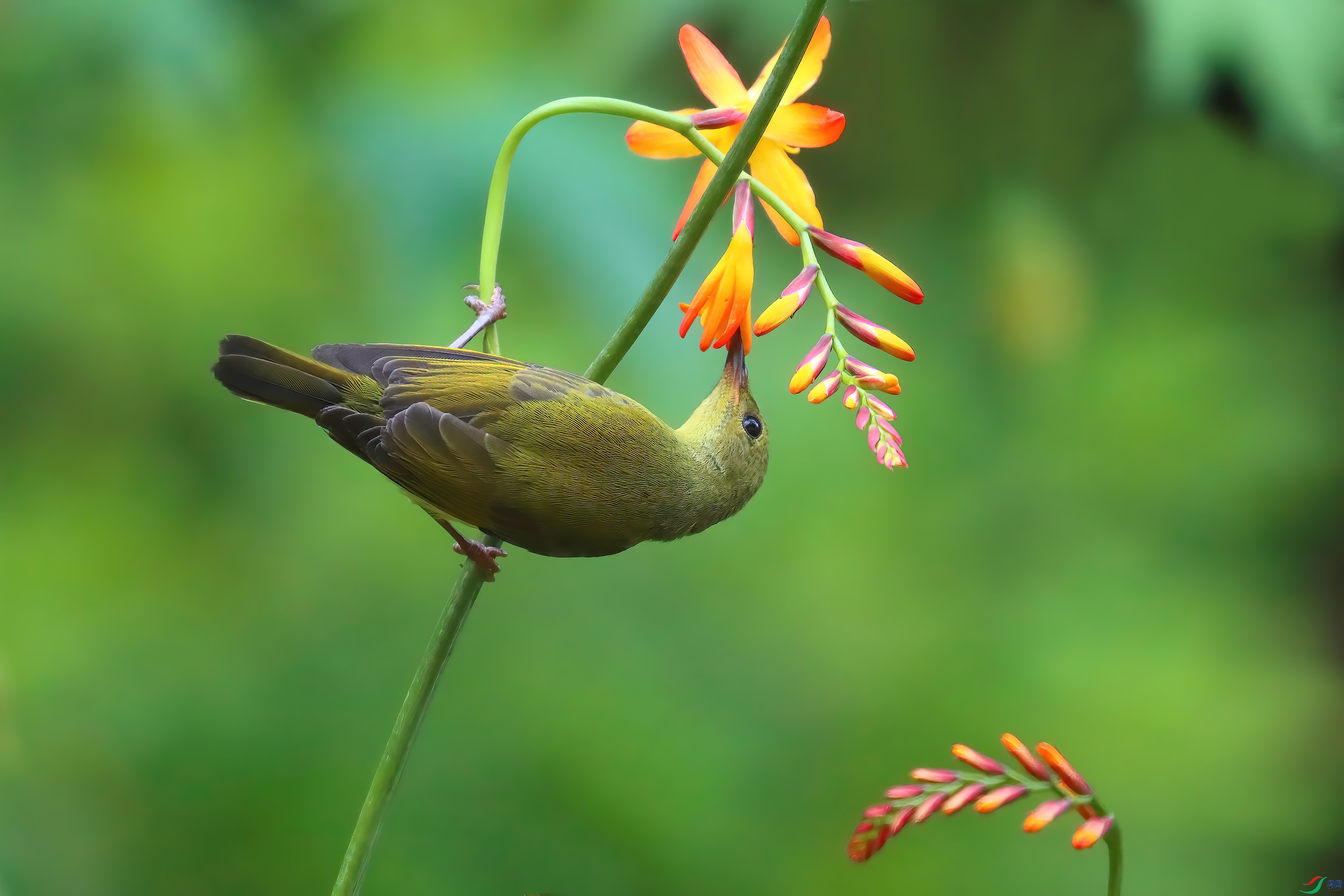 ���۵�����