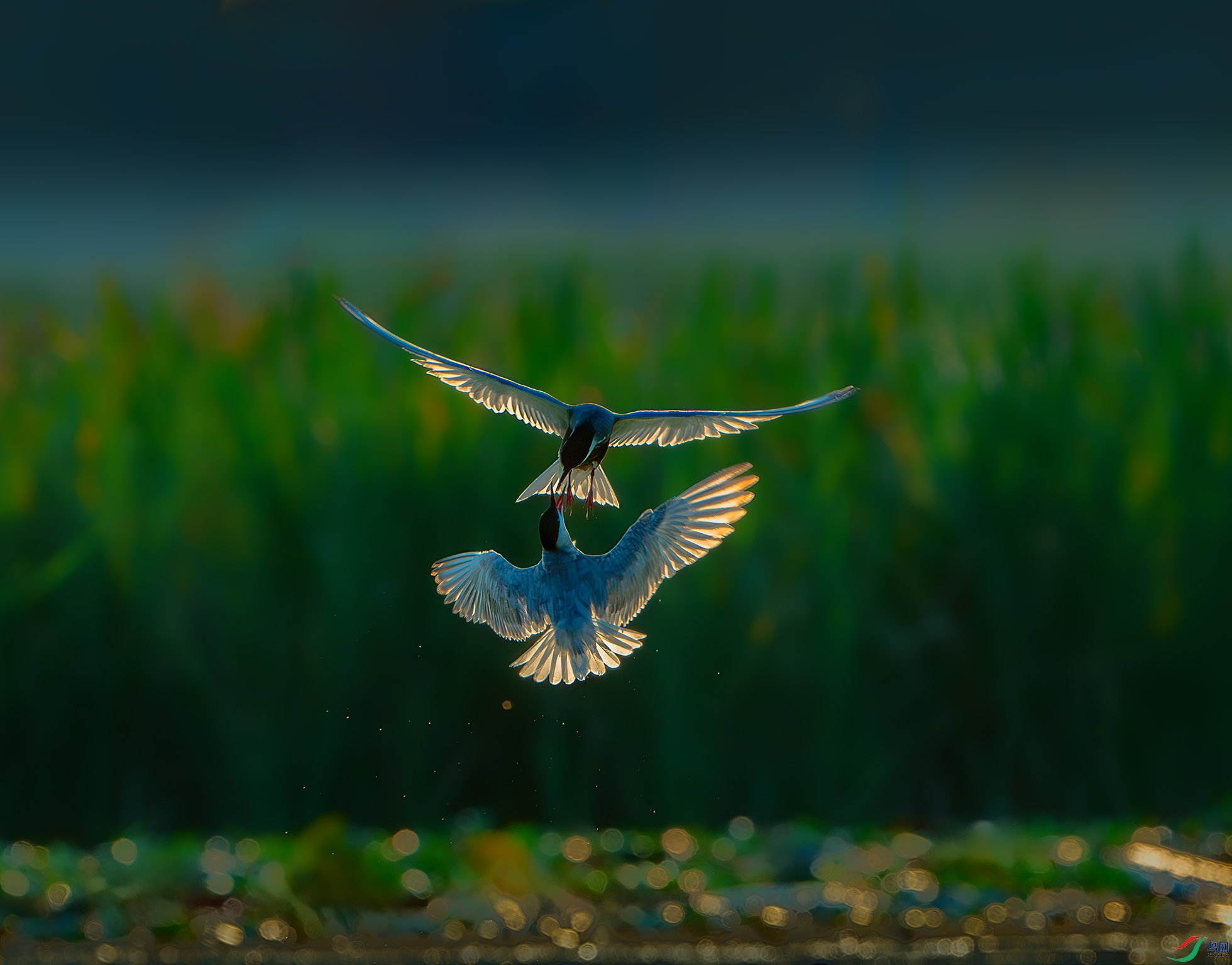 _DSC3025-����ǿ-NR ����.jpg