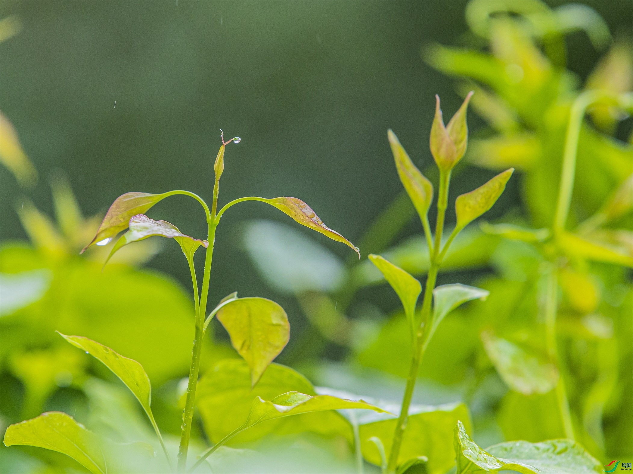 CY4A8929 ����1.jpg