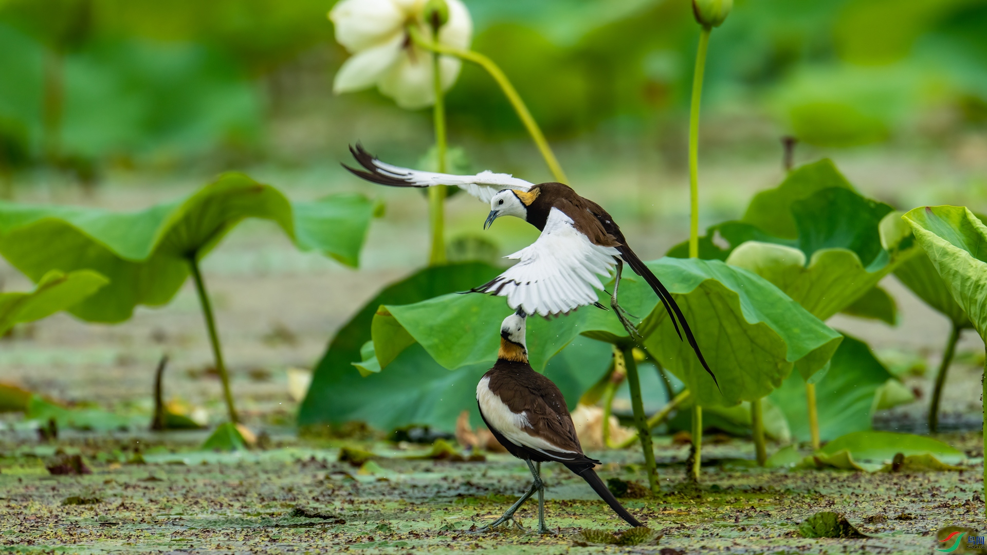 _DSC9833 ����_����.jpg