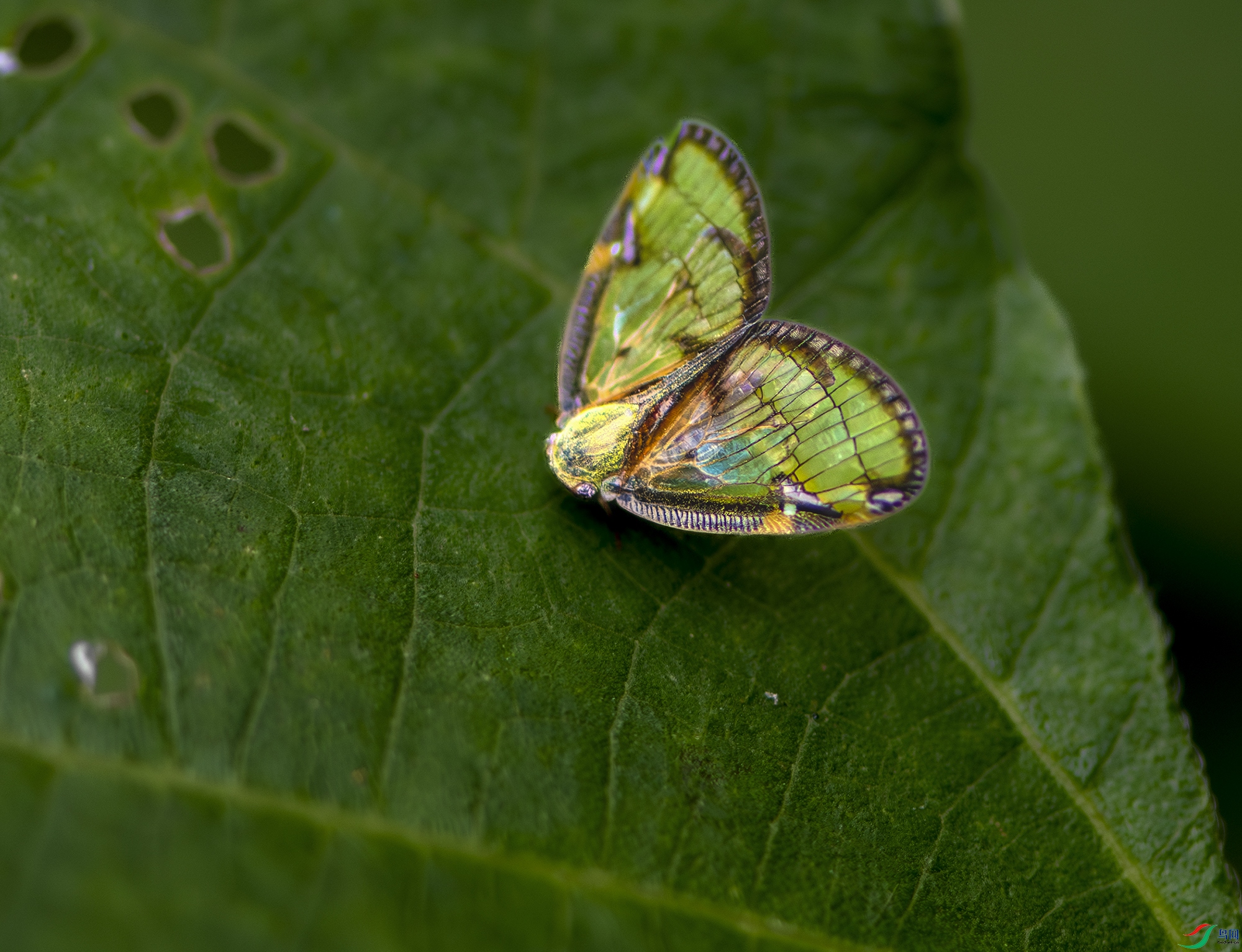 _DSC2517-����ǿ-NR.jpgС��.jpgA.jpg