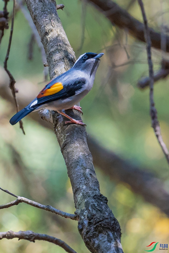 DSC_2453a.jpg