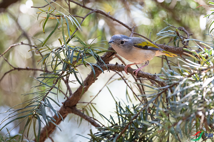DSC_2424a.jpg