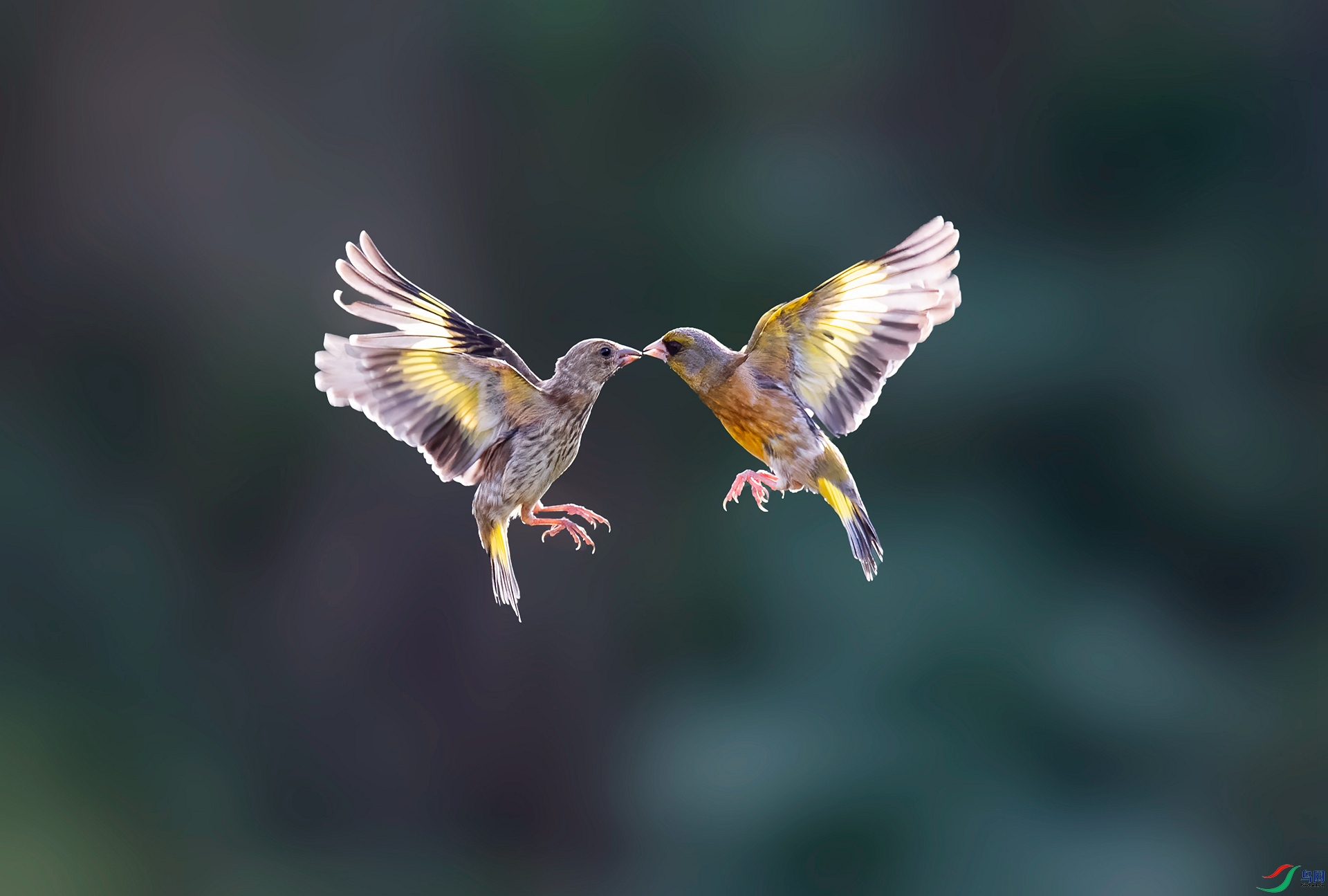 DSC_2554 ����_����.jpg