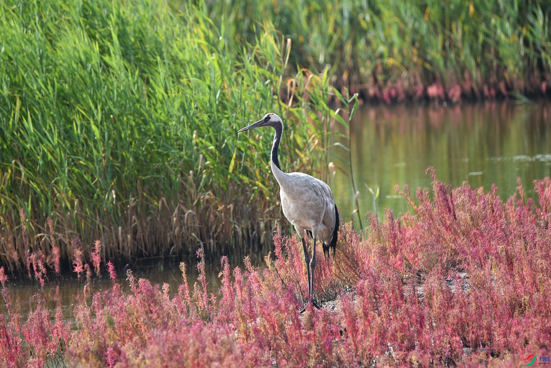 DSC_5266.jpg