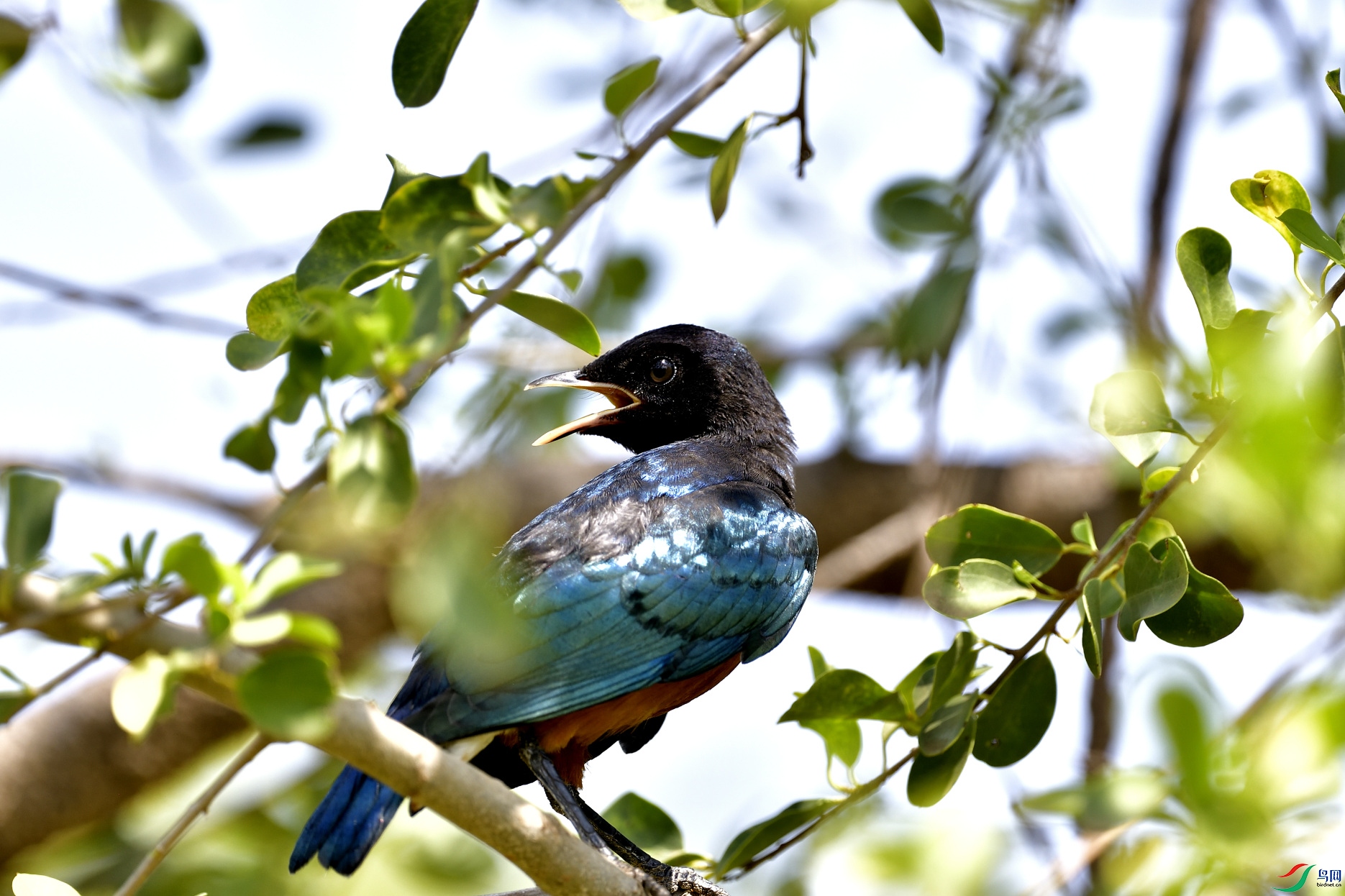 _DSC4350_01.JPG