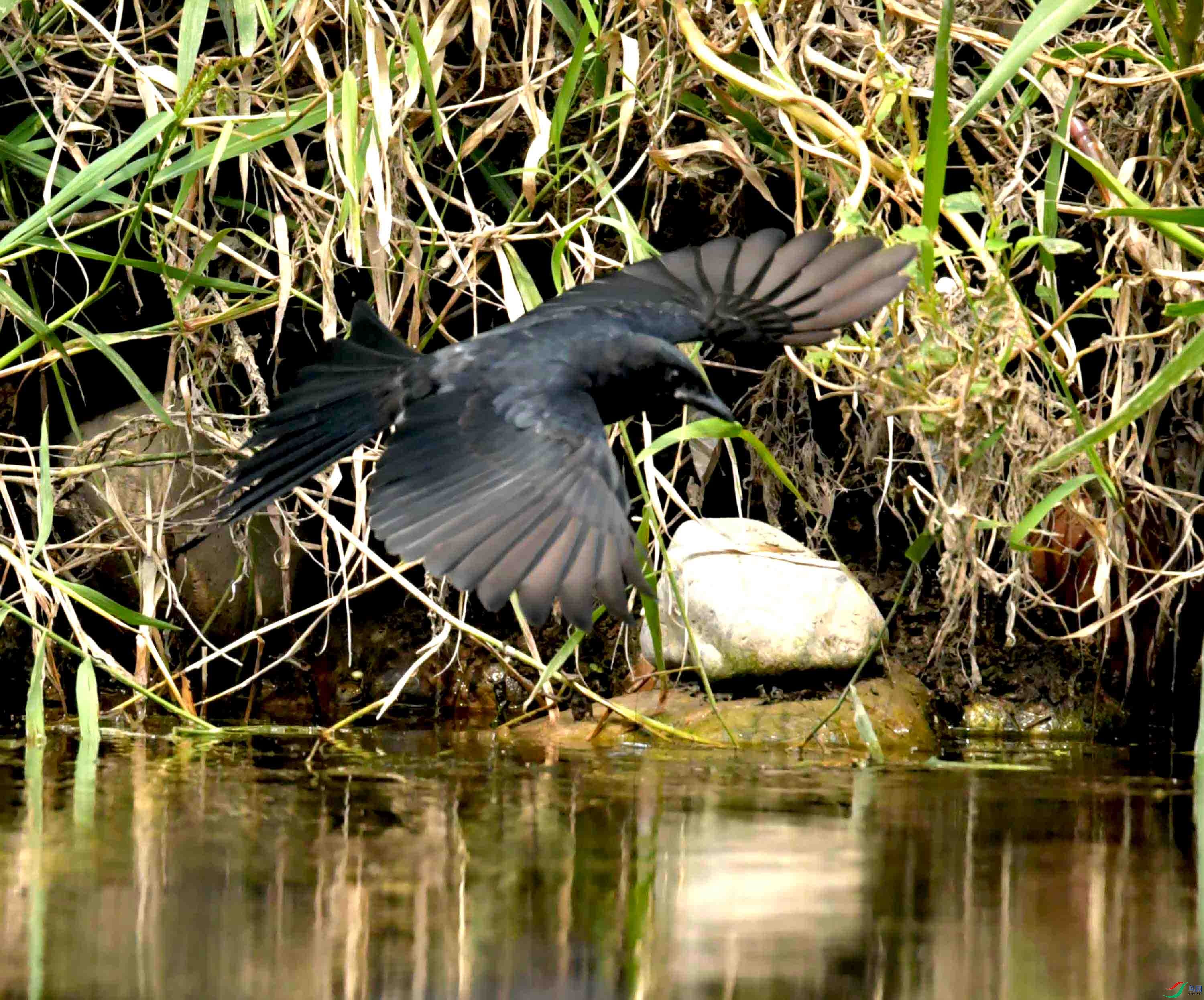 DSC_2568.JPG