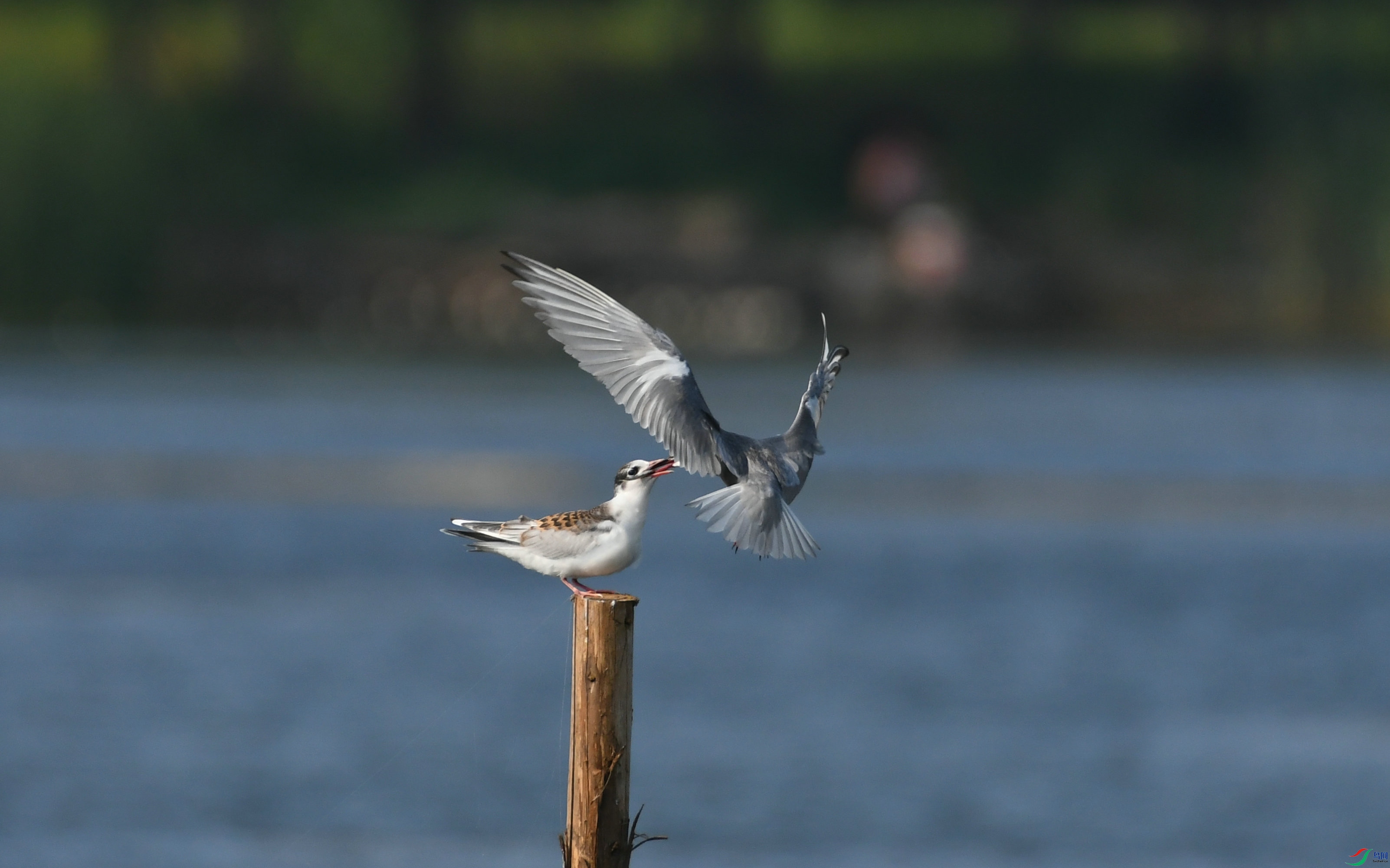 DSC_3571.JPG