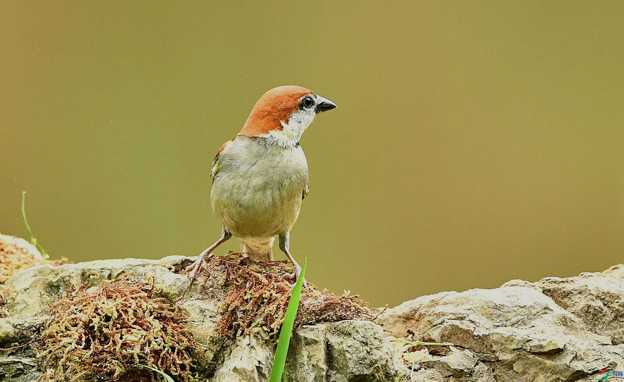 ������Ρ�