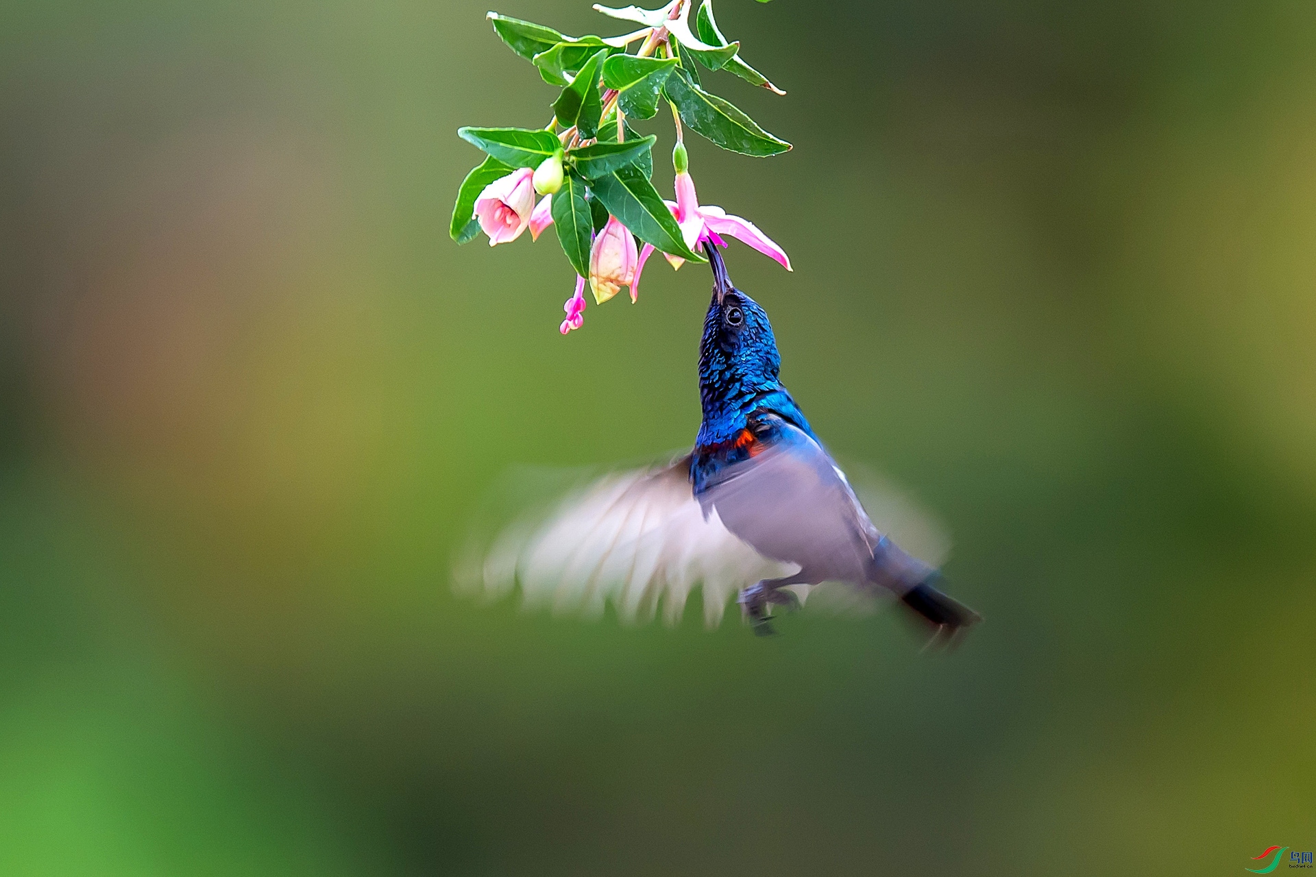 DSC_9703f.jpg