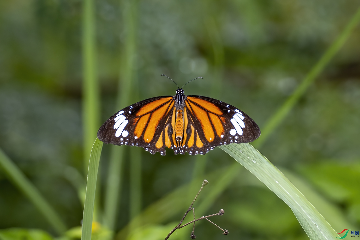 P6140867-���ߵ�.jpg