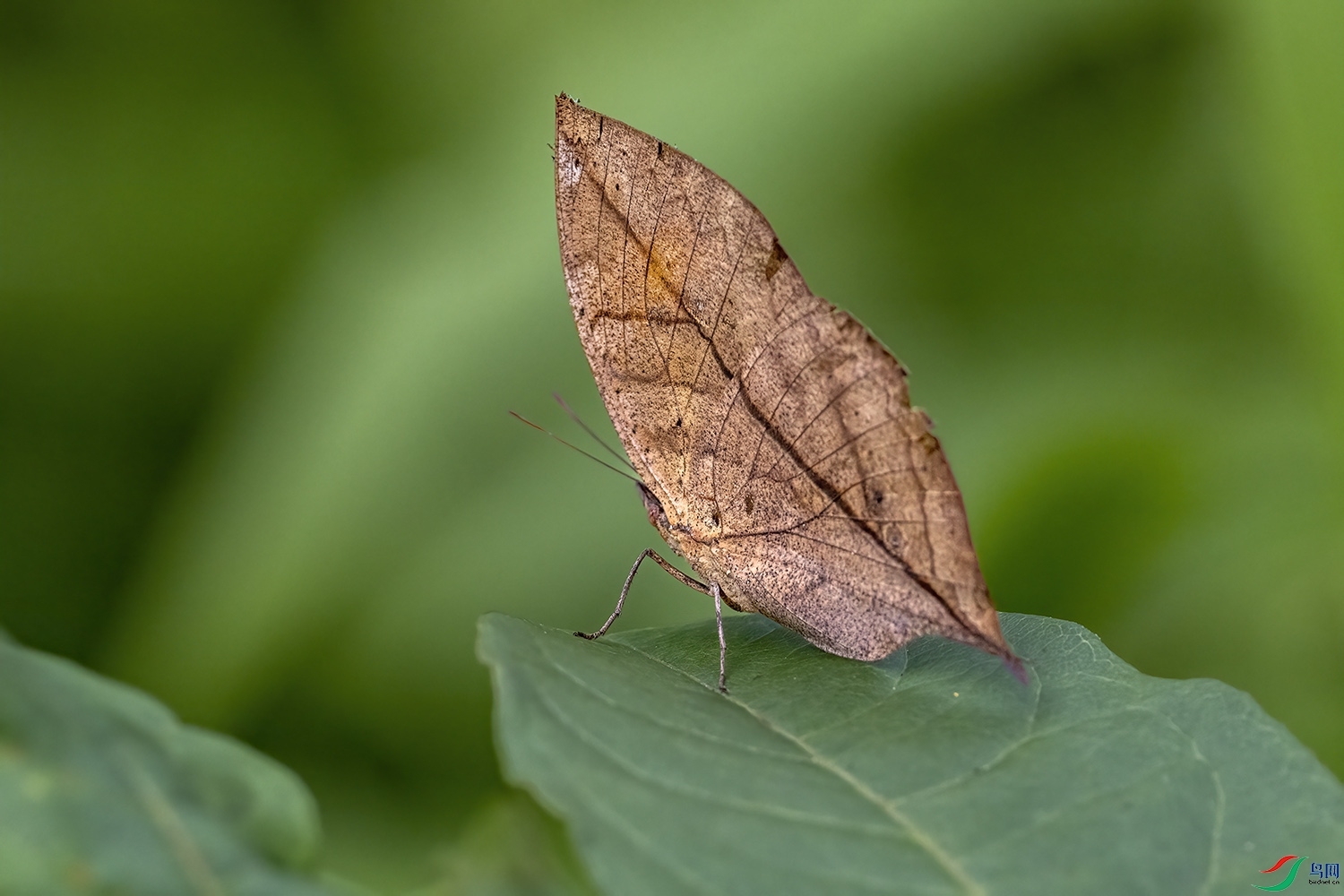 P7182097-��Ҷ��.jpg