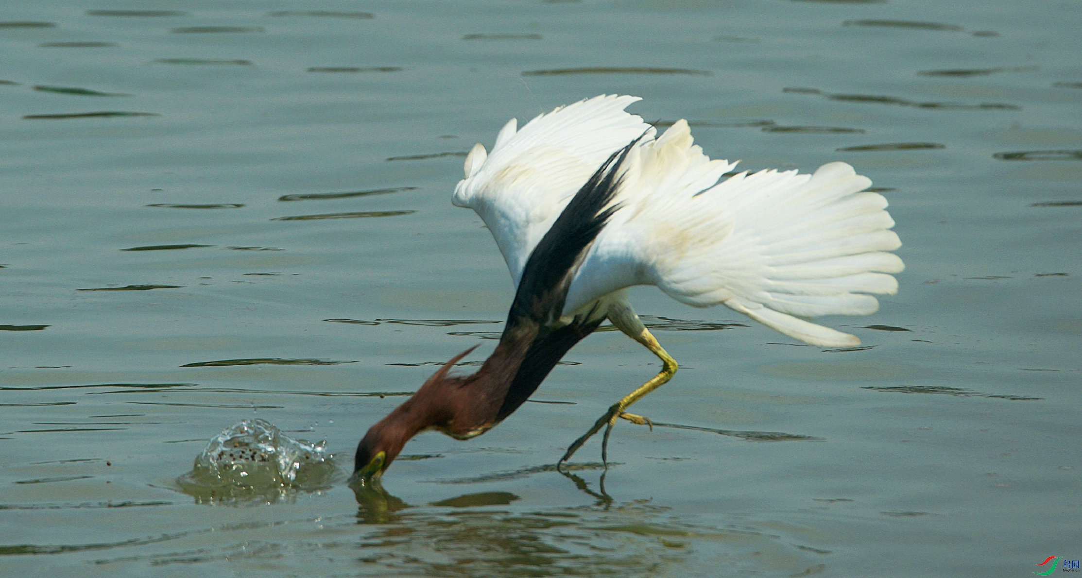 DSC_2698.jpg
