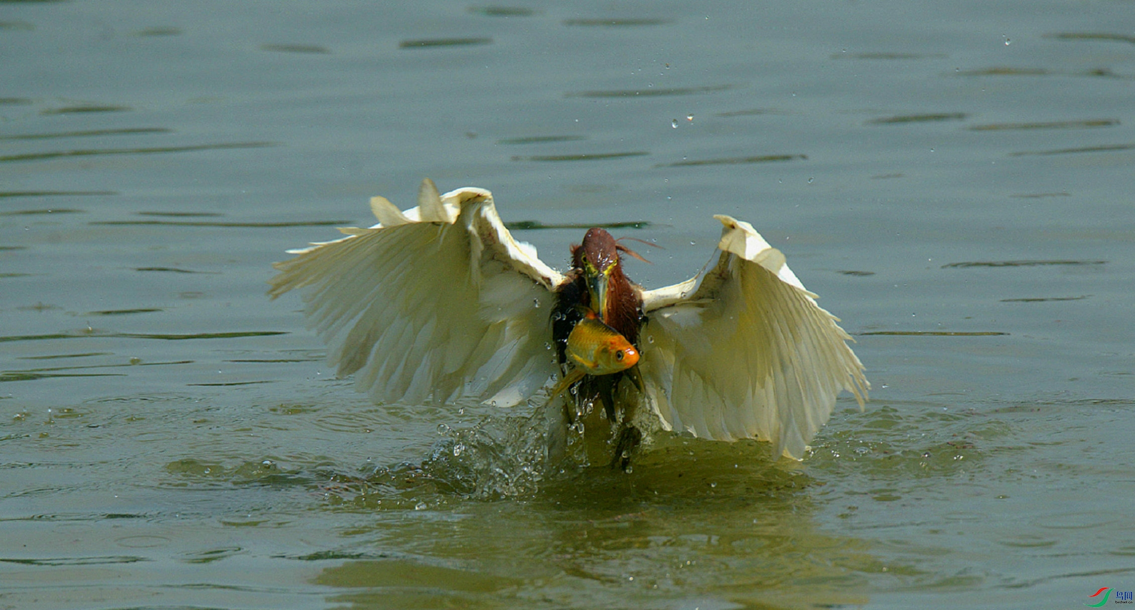 DSC_2699.jpg
