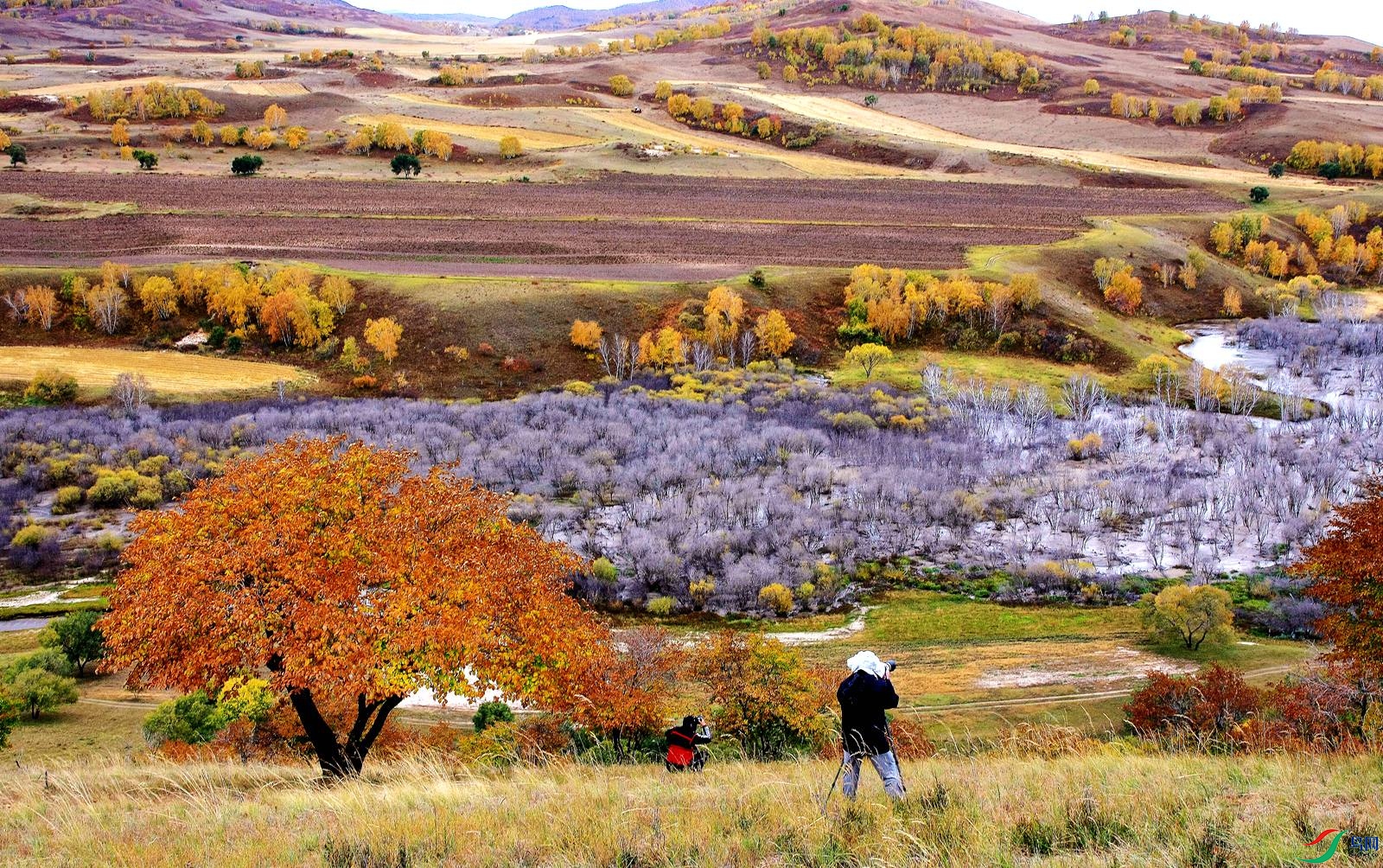 ������ɫ