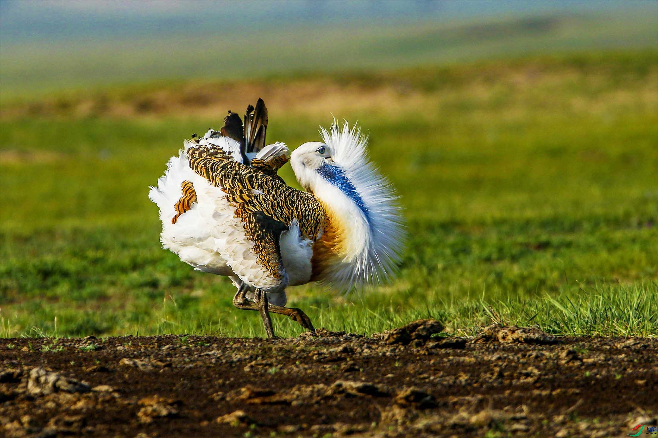 ��ôƯ��������ֵ��ӵ�� ����.jpg