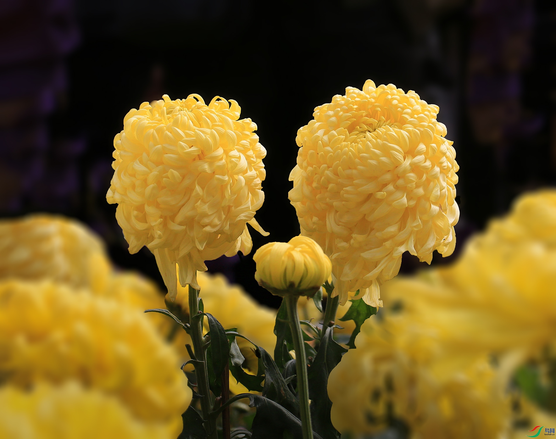 001485832U9A0945 ����֮�� 1000k.jpg