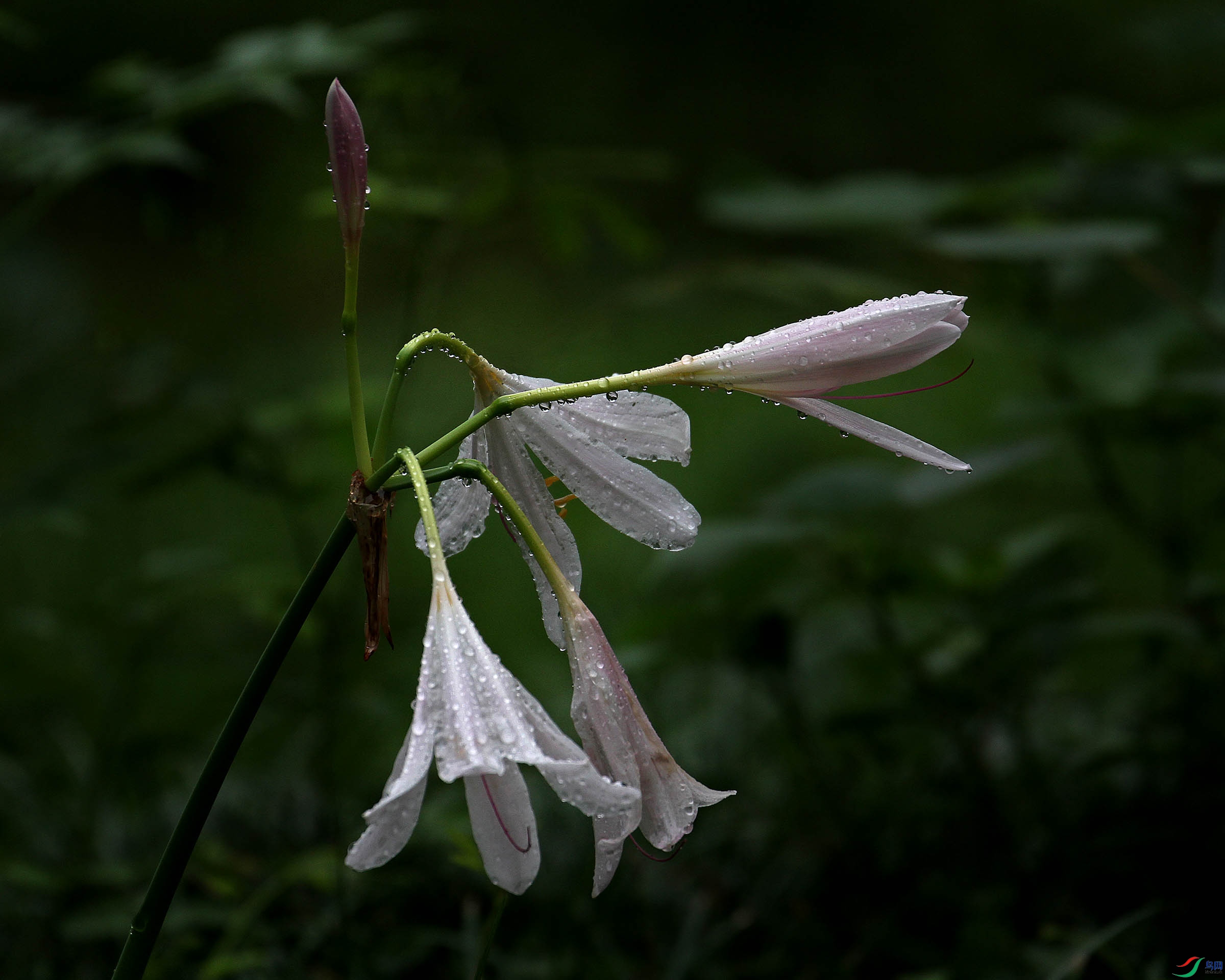 DSCN8041.JPG