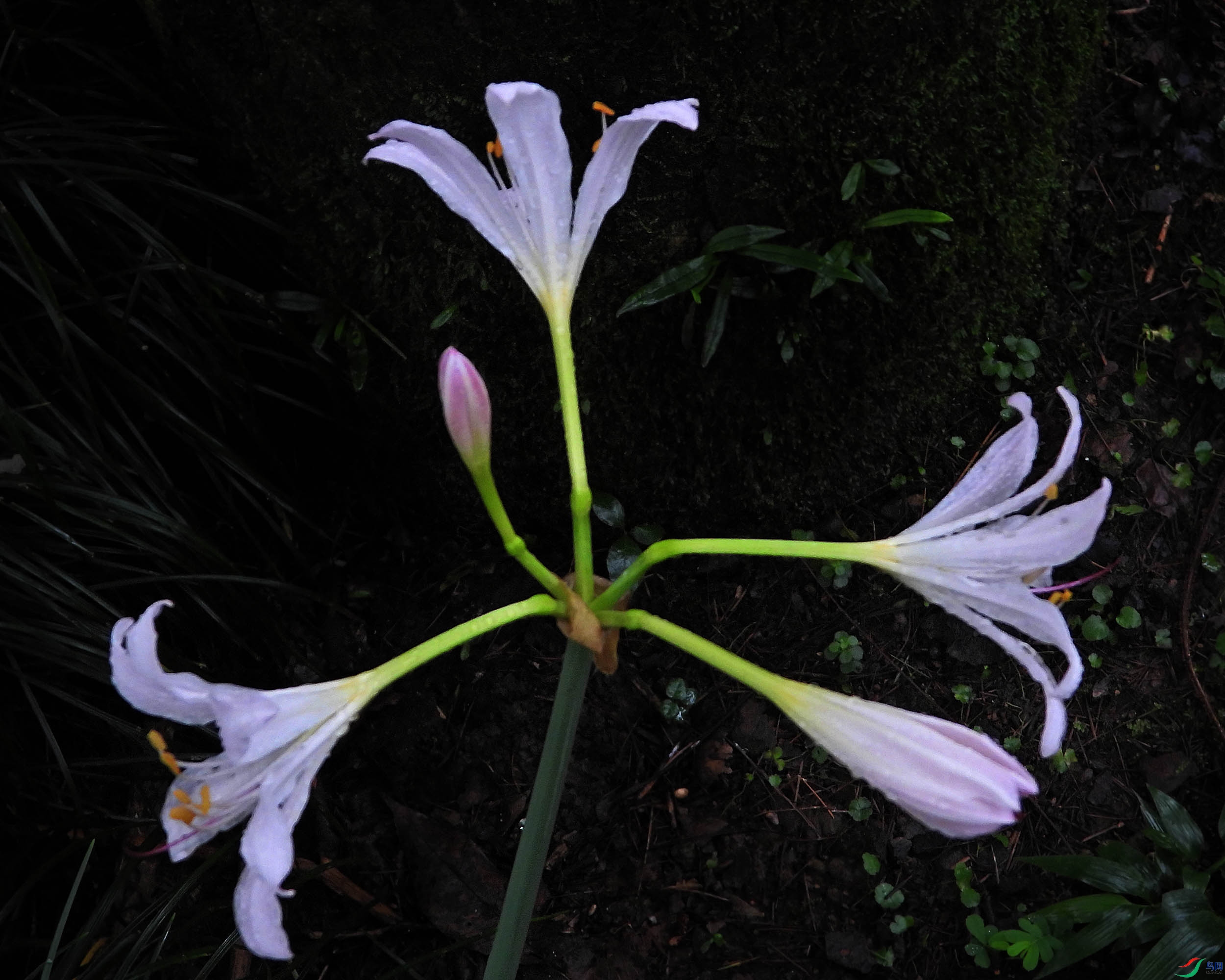 DSCN8235.JPG
