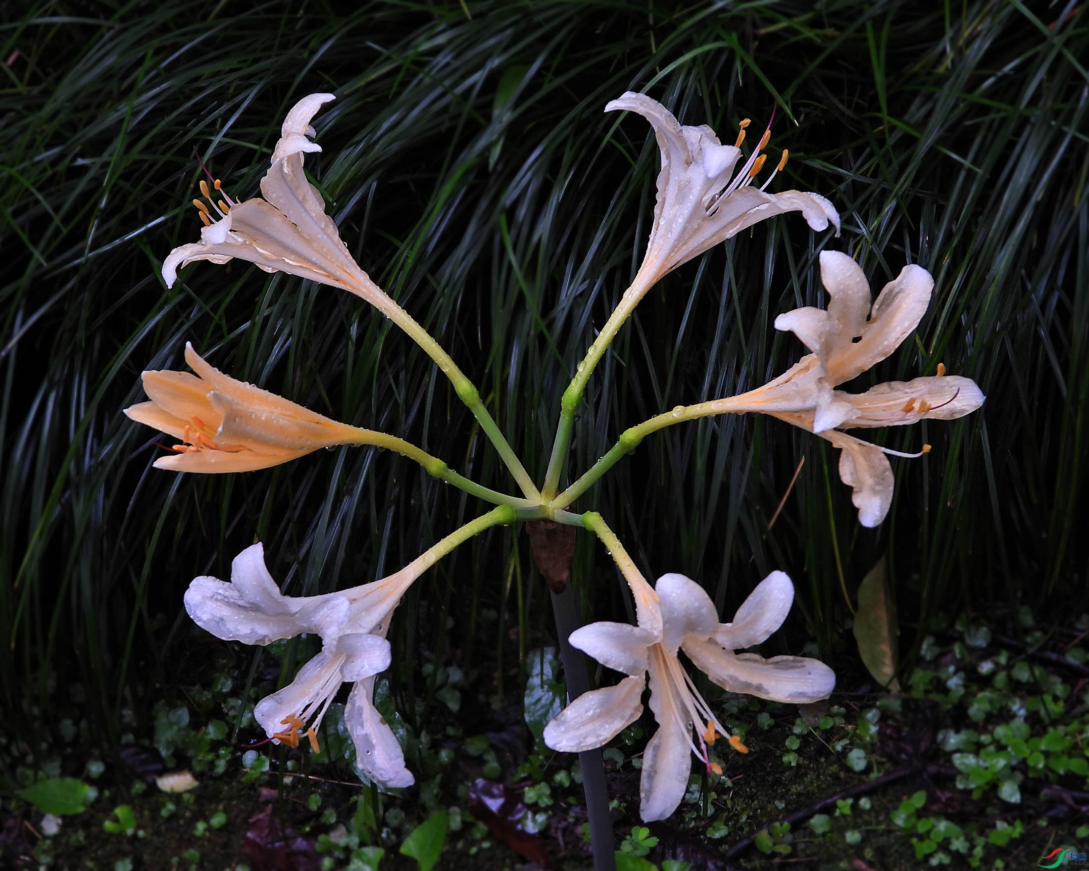 DSCN8231.JPG