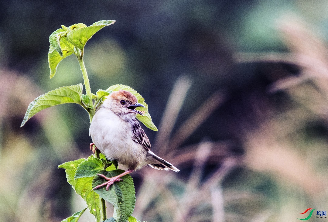 DSC_9783.jpg