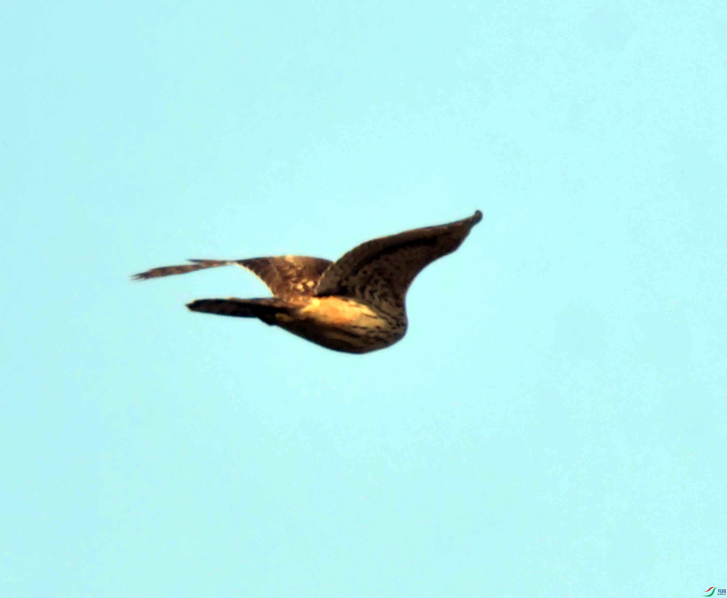 DSC_6515.JPG