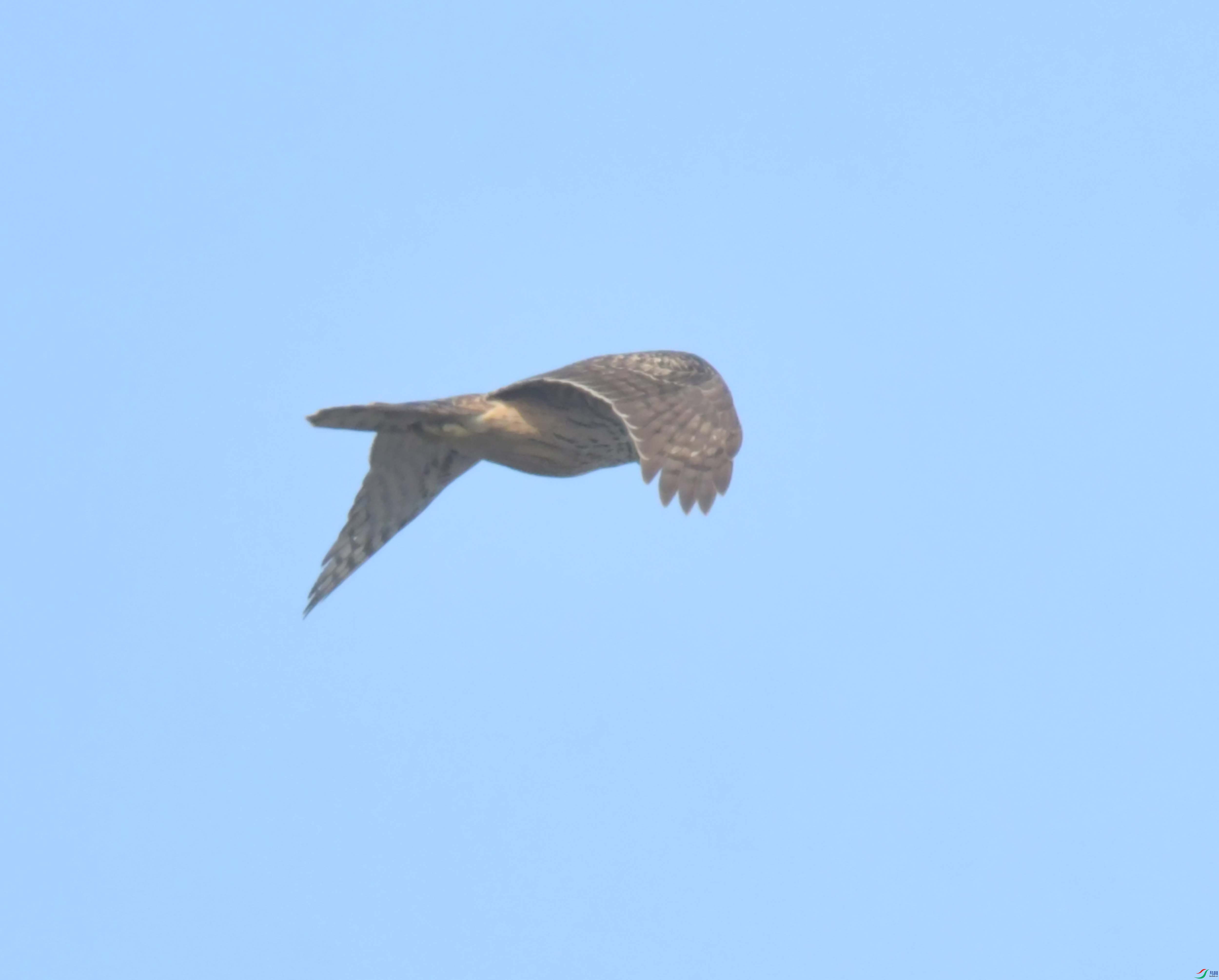DSC_6513.JPG