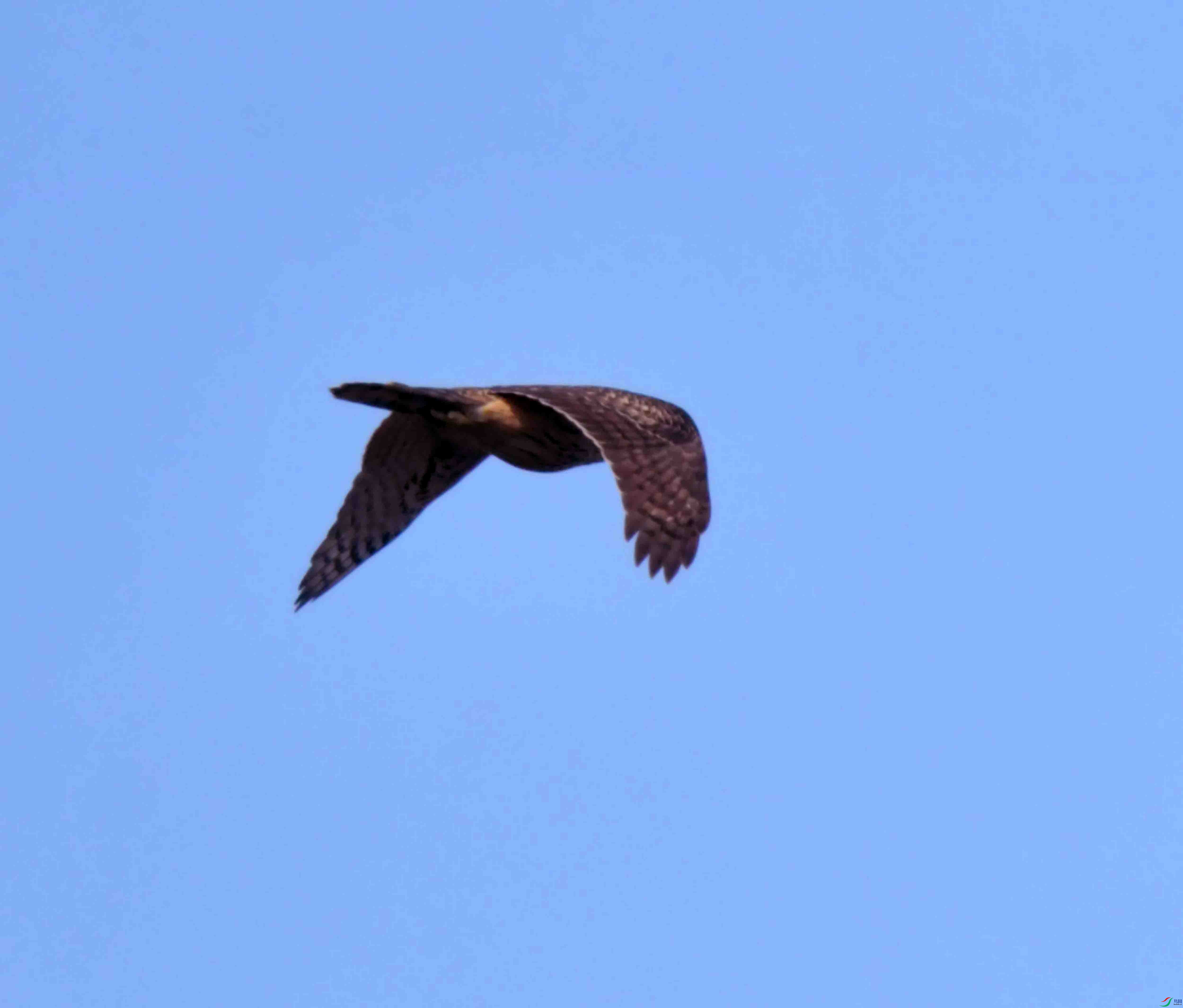 DSC_6517.JPG