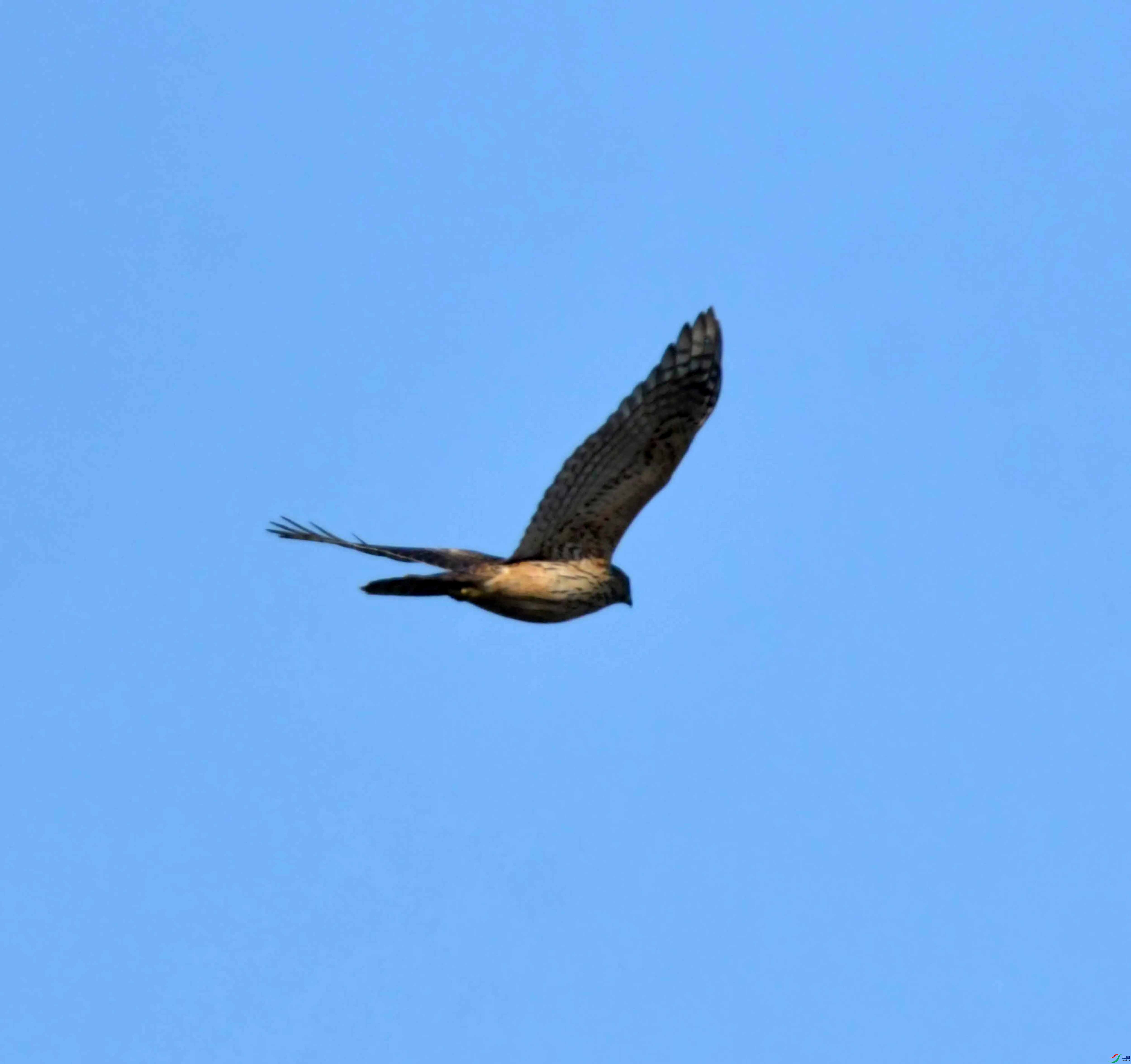 DSC_6519.JPG