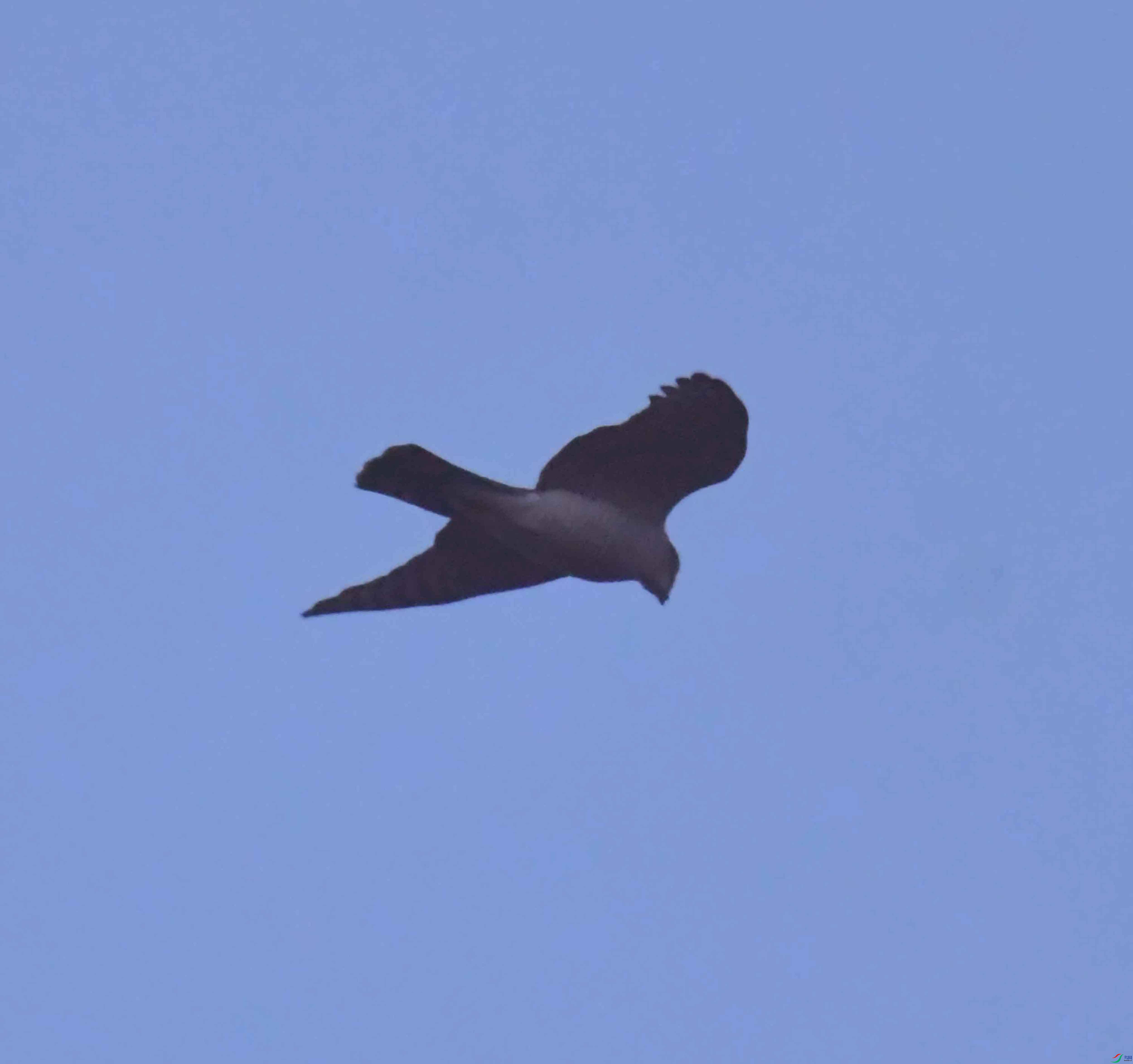 DSC_8879.JPG